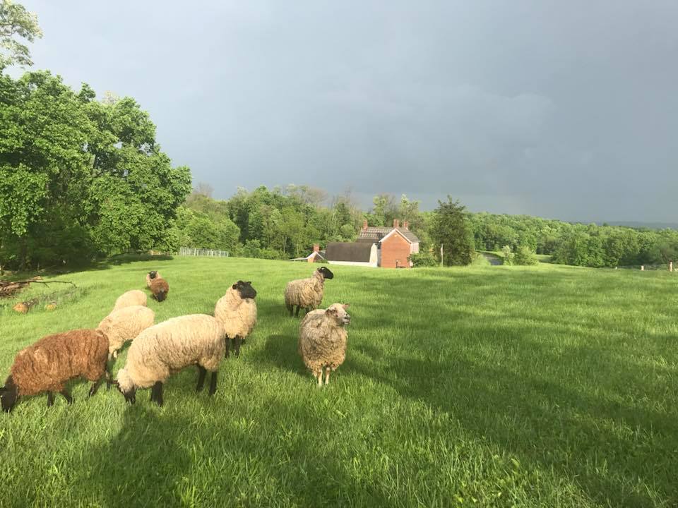 5.29.18a local historically significant homestead located in Mount Perry specializing in permaculture and the lost arts with emphasis on the stewardship of our land. - April Lovejoy.jpg