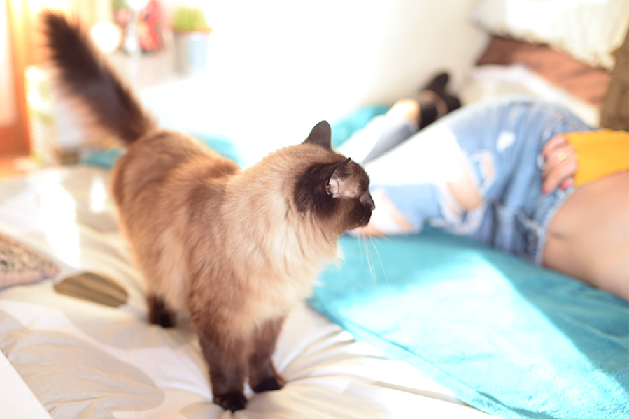 DSC_1152 kitty cat.jpg