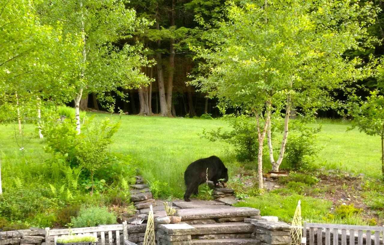After dinner bear.jpg
