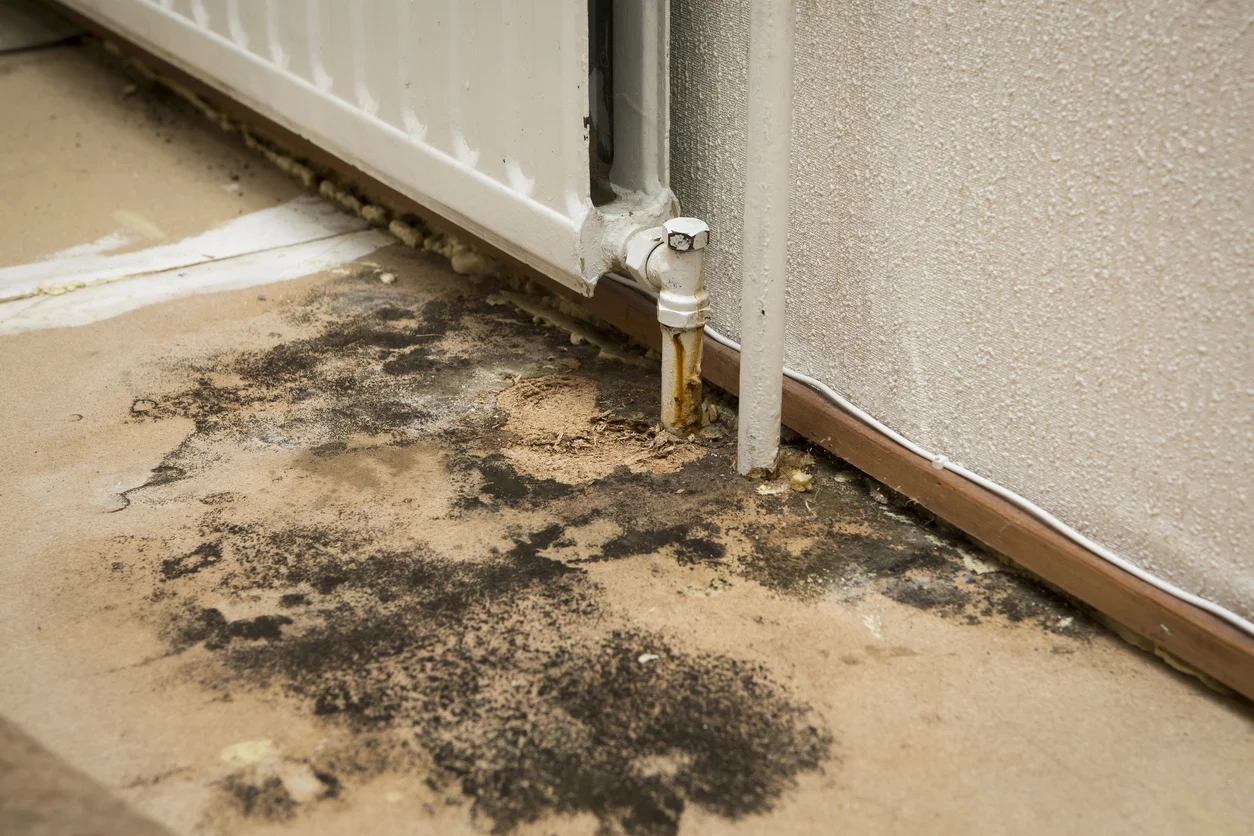 mold.jpg