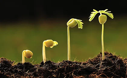 seed-start.jpg