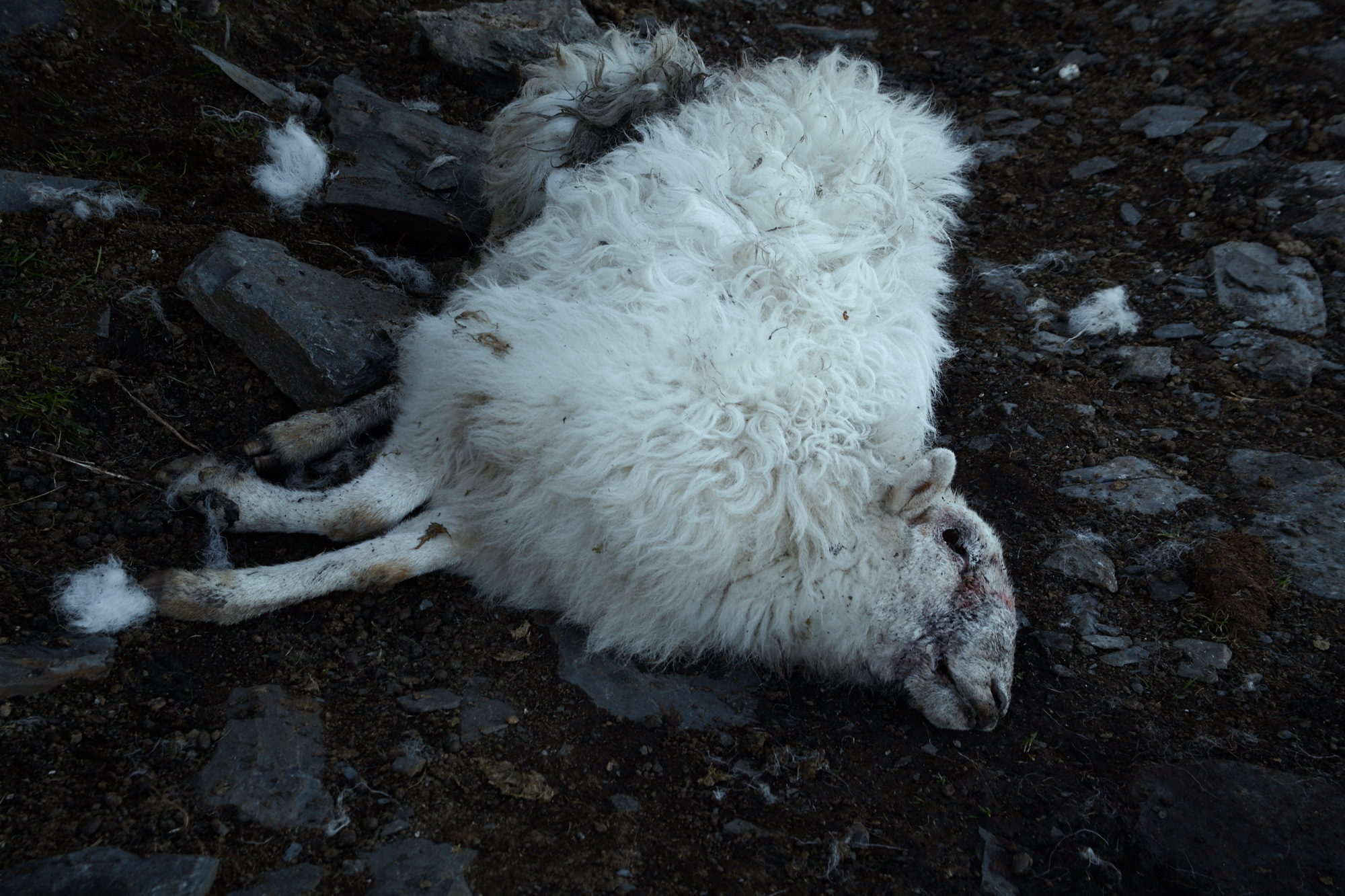 Dead sheep at Rhos Quarry, Capel Curig, Snowdonia, Wales