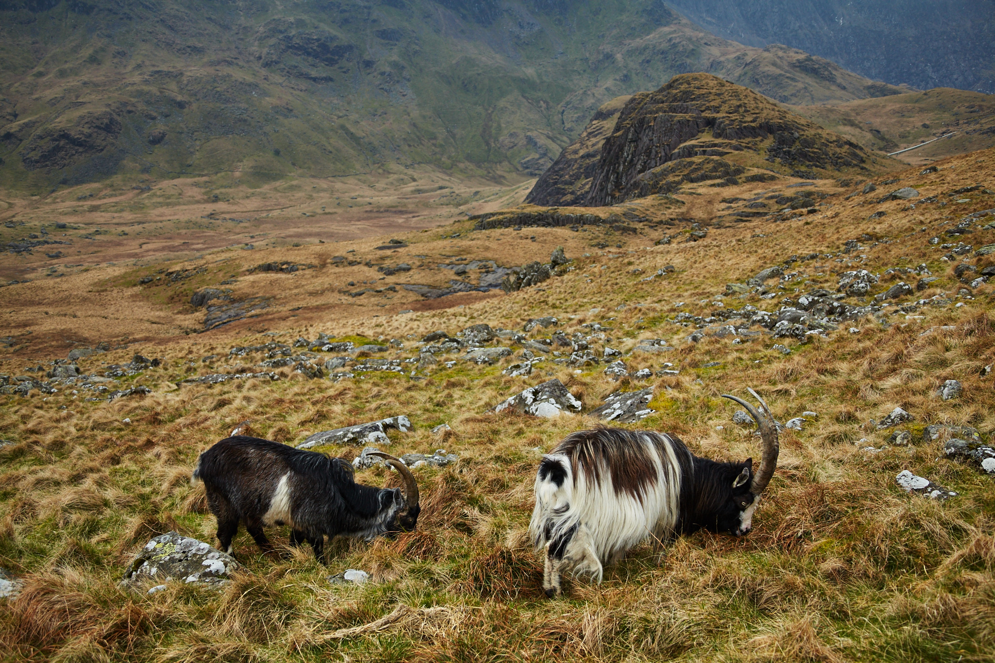 Feral goats near Llyn Teyrn, Snowdonia, Wales