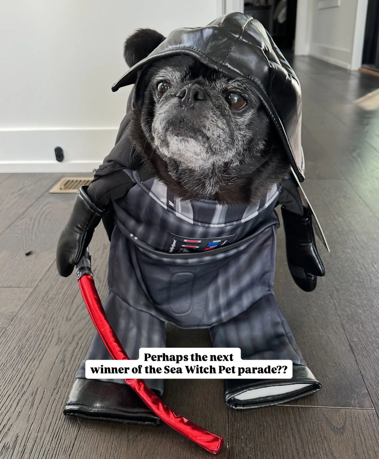 What do you think?
I have to take up his pants a bit- but he’s such a magnificent beast!
Wait til you see him in his Executor!🤣
#pugsofinstagram ##noyogatoday