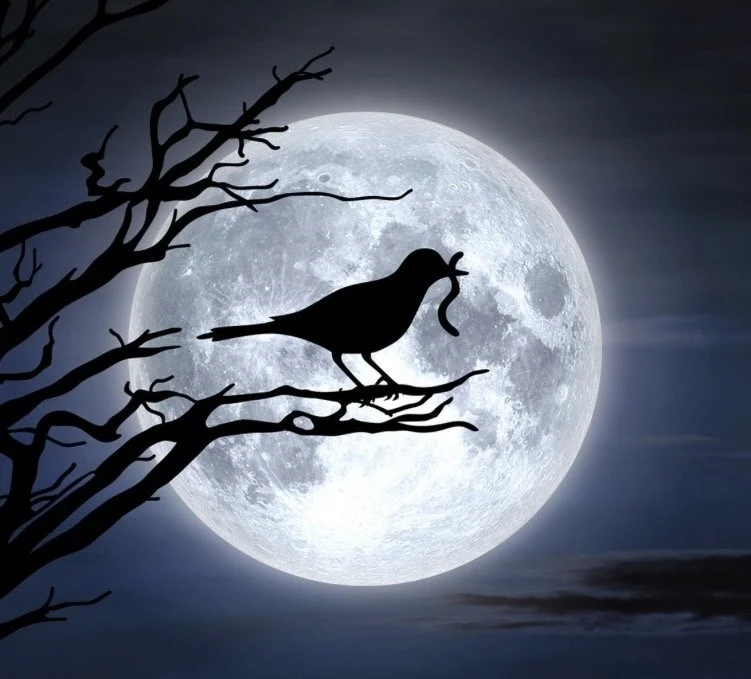 Worm Full Moon Yoga Nidra and Sound w/Laura Mulrenin