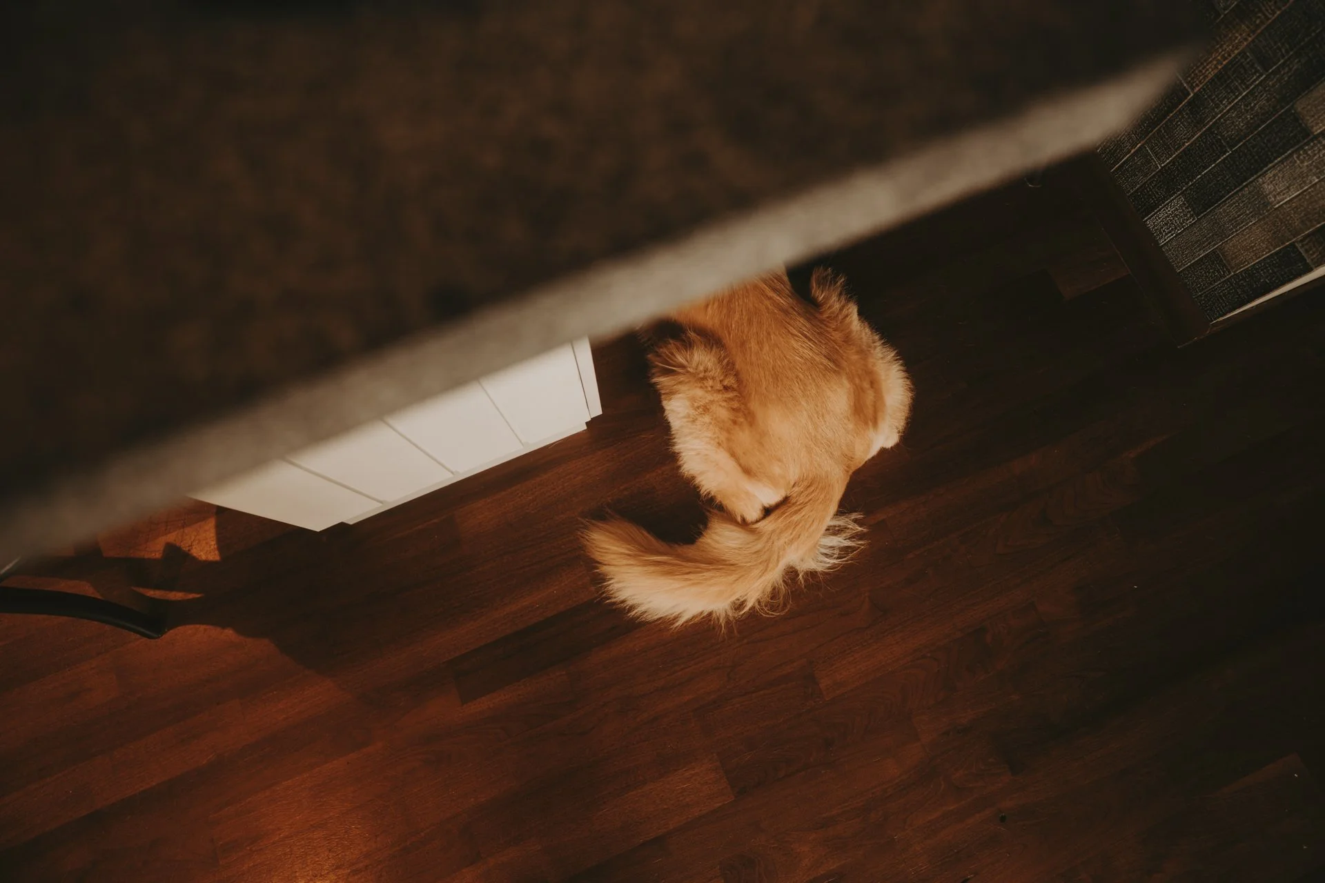 Golden Retriever Shoot12.jpg