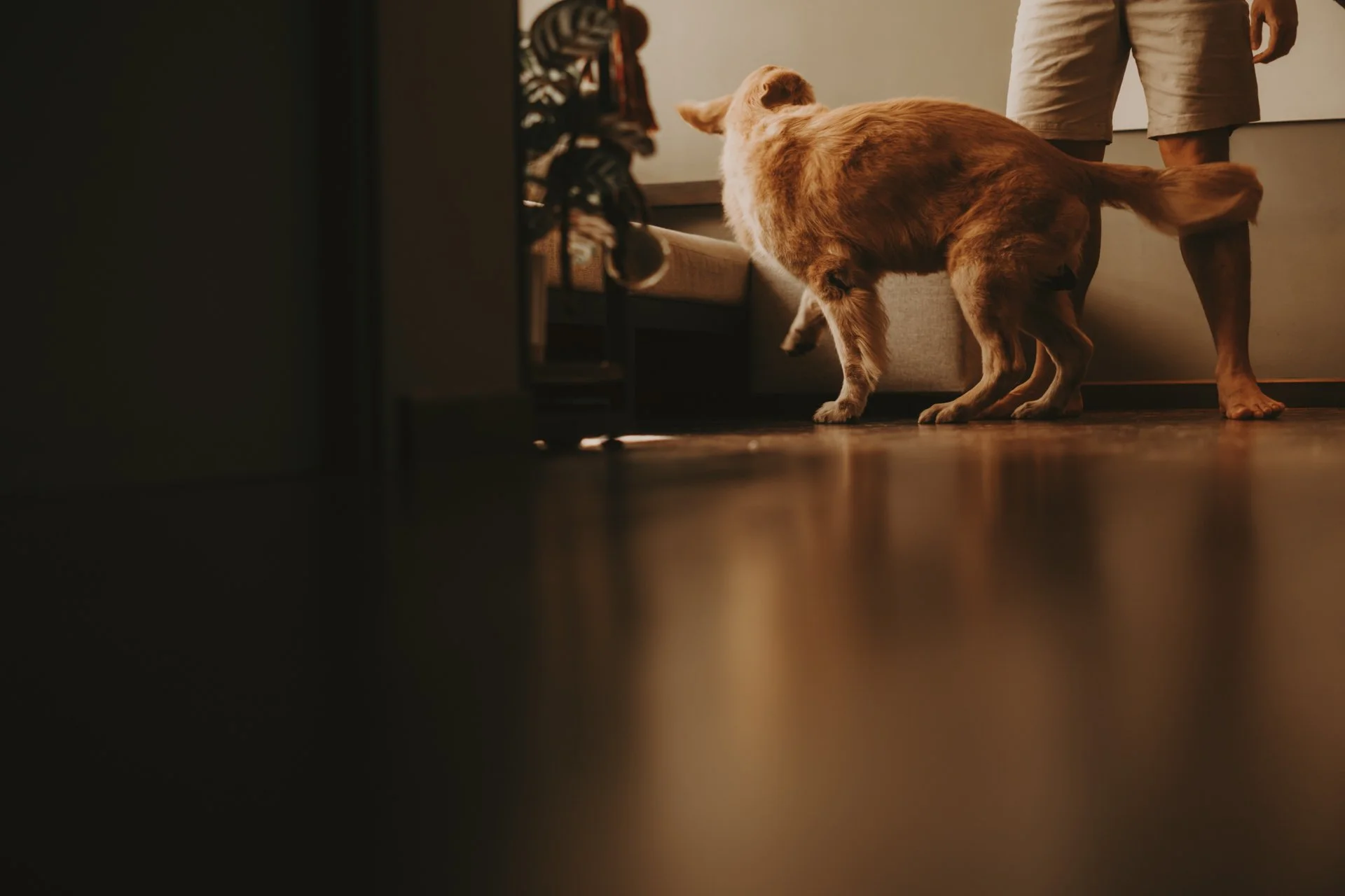 Golden Retriever Shoot19.jpg