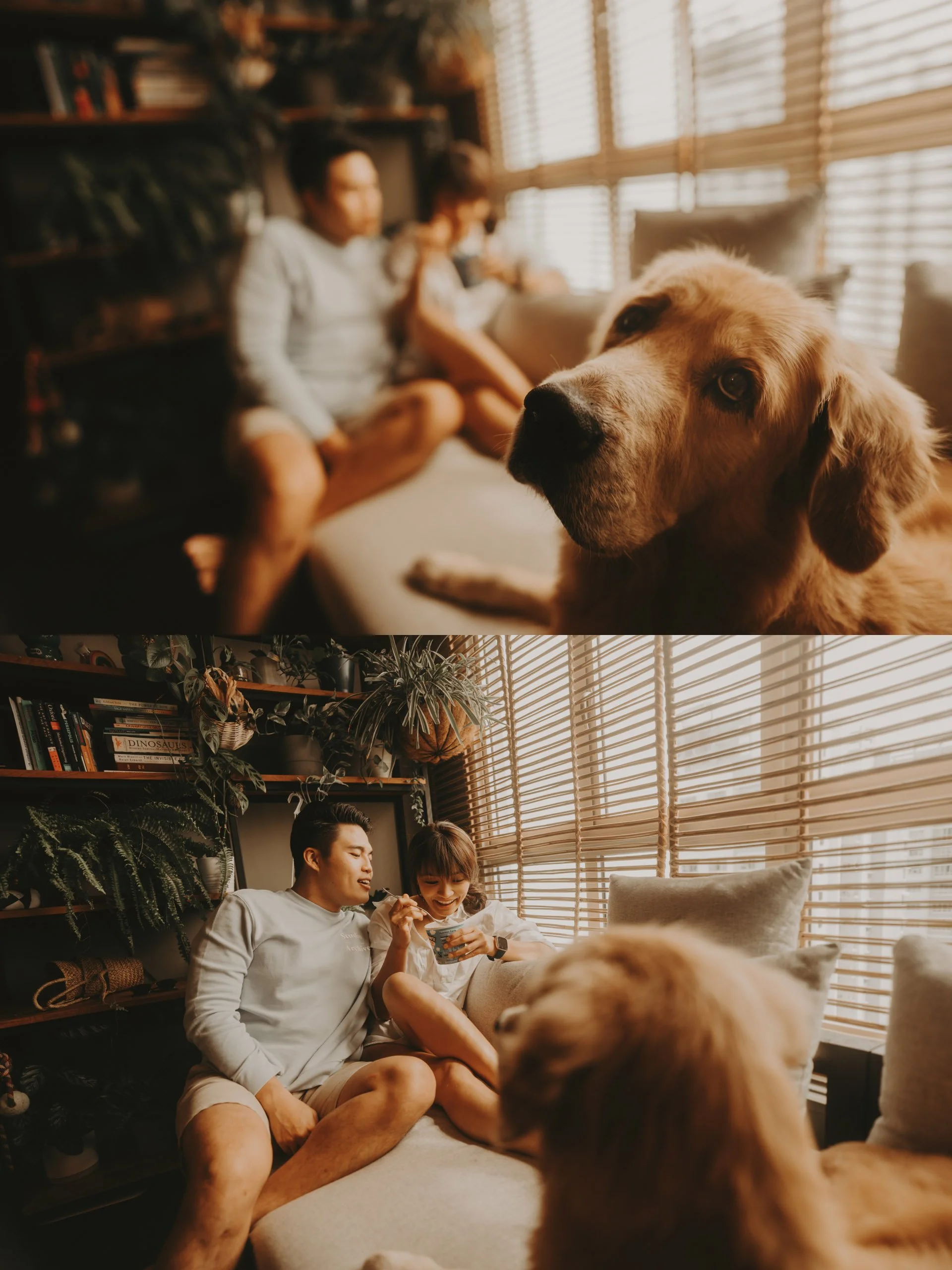 Golden Retriever Shoot28.jpg