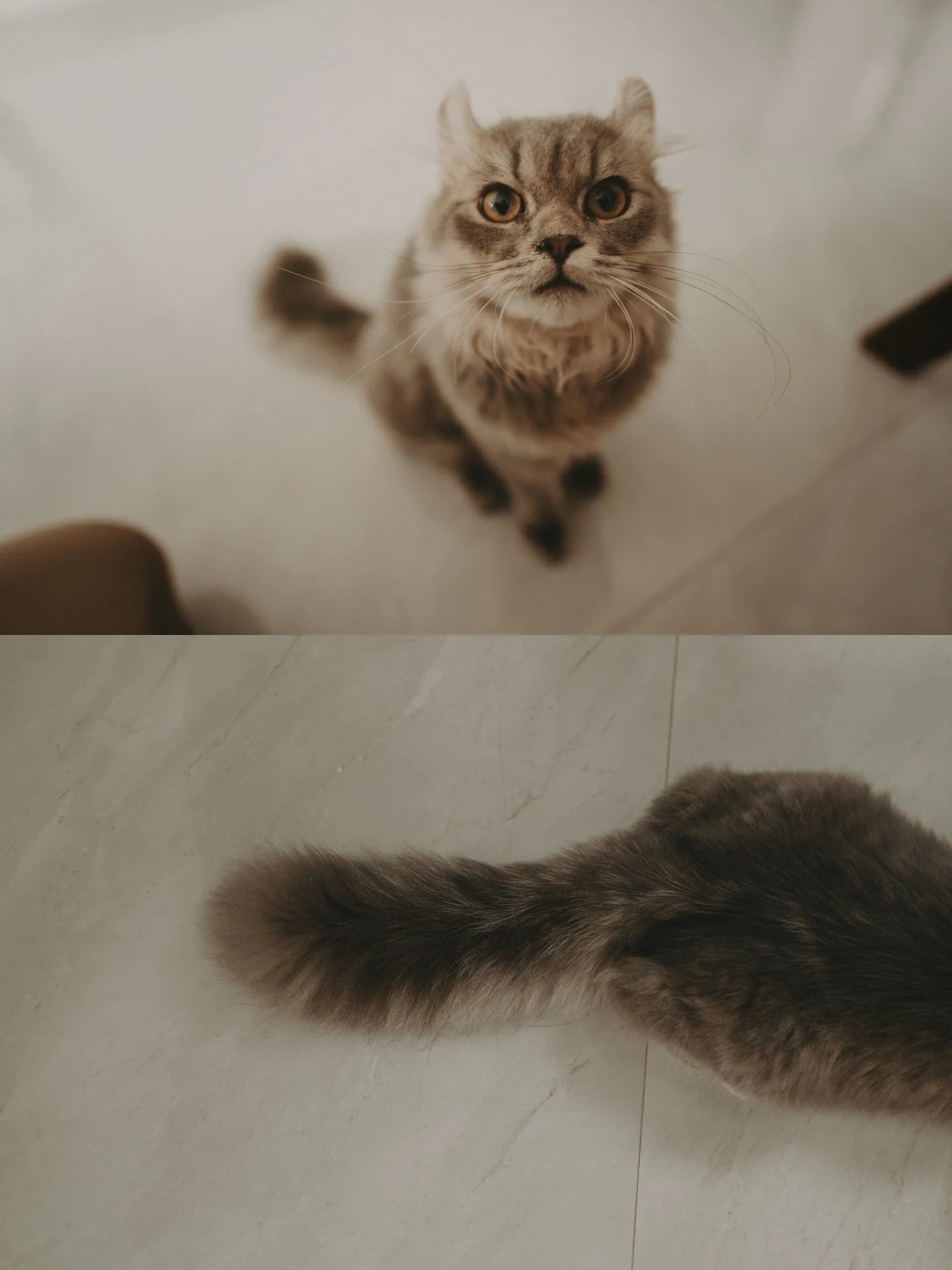 Cats Photoshoot1.jpg