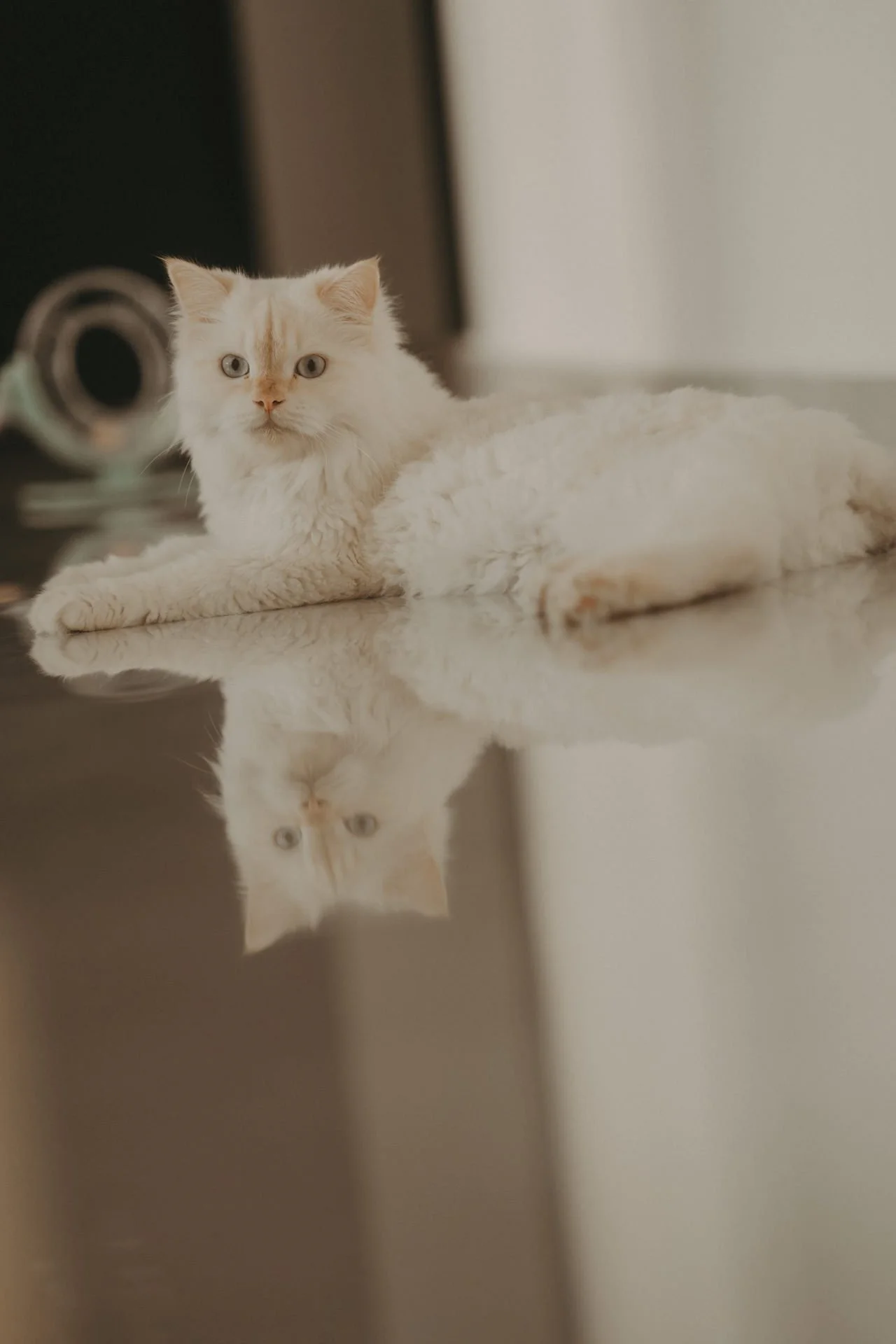 Cats Photoshoot4.jpg