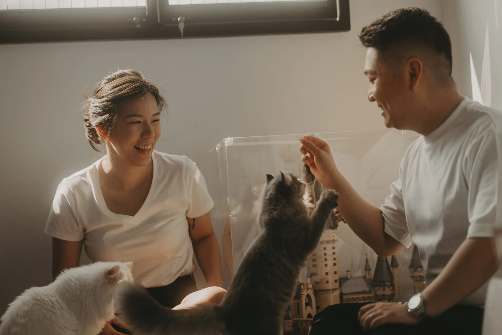 Cats Photoshoot20.jpg