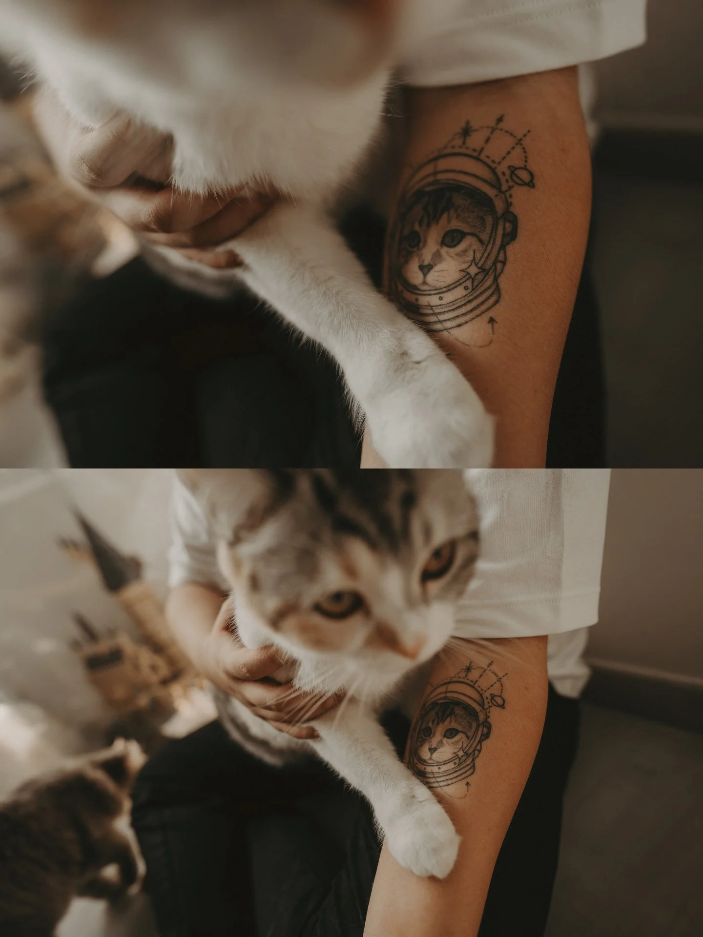 Cats Photoshoot26.jpg