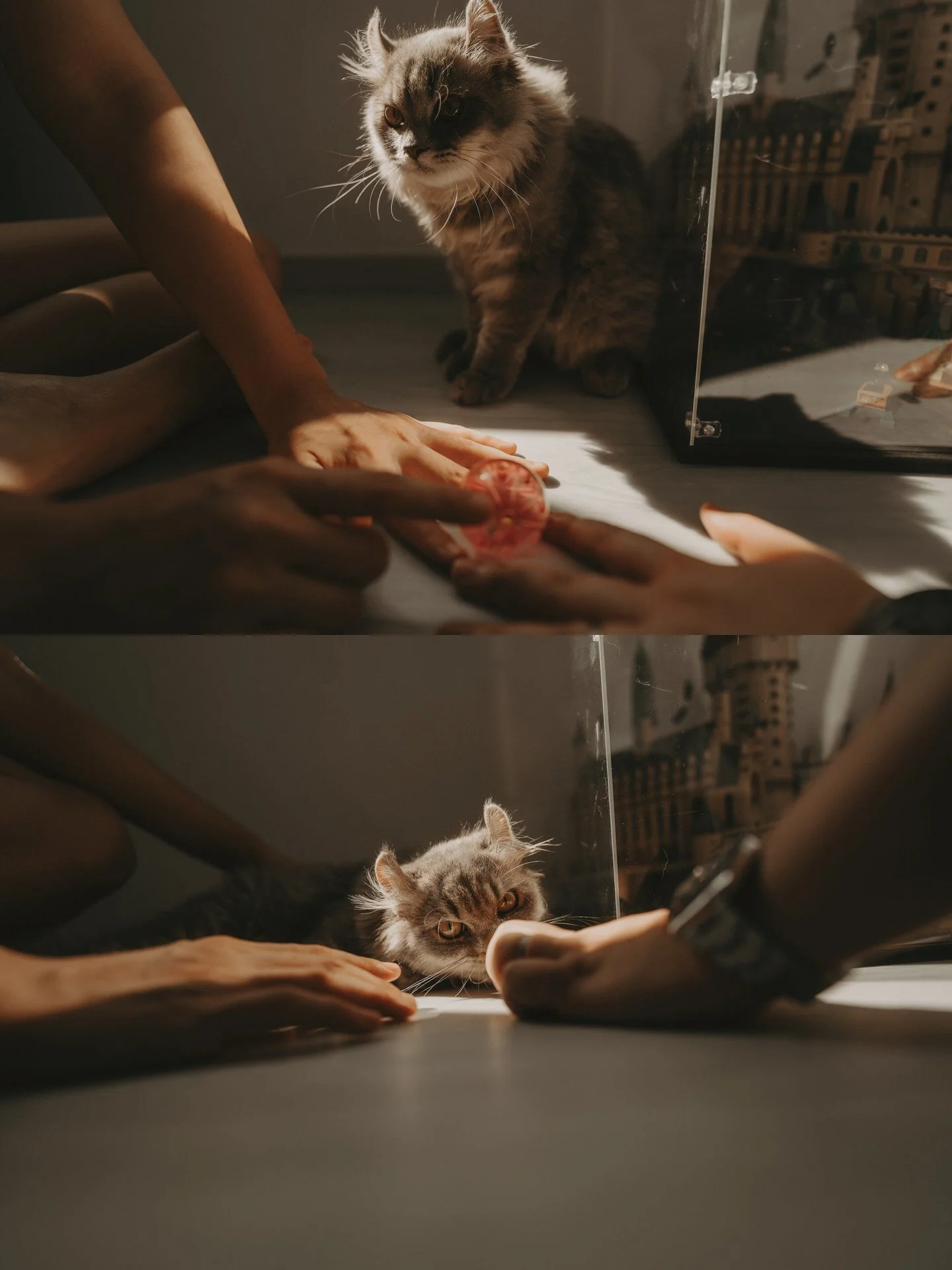 Cats Photoshoot30.jpg