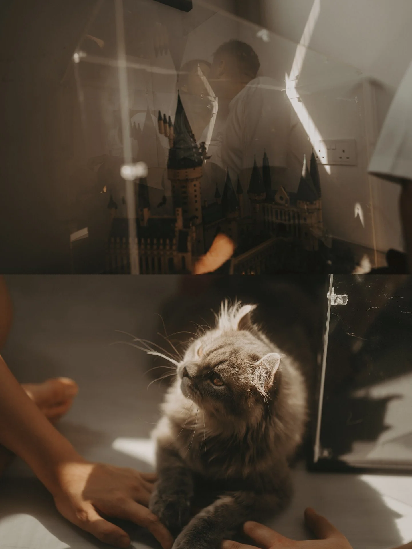 Cats Photoshoot32.jpg