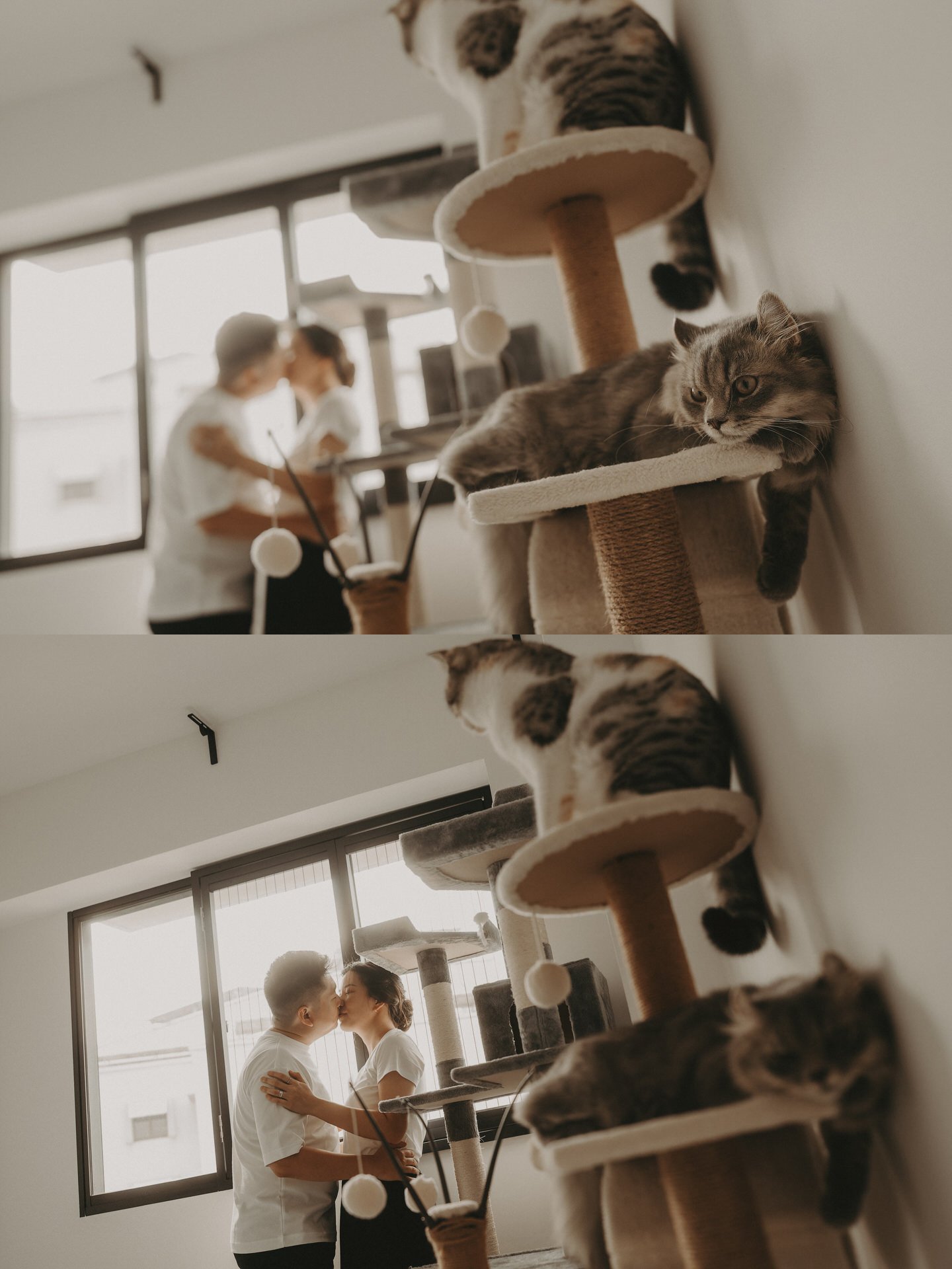 Cats Photoshoot39.jpg