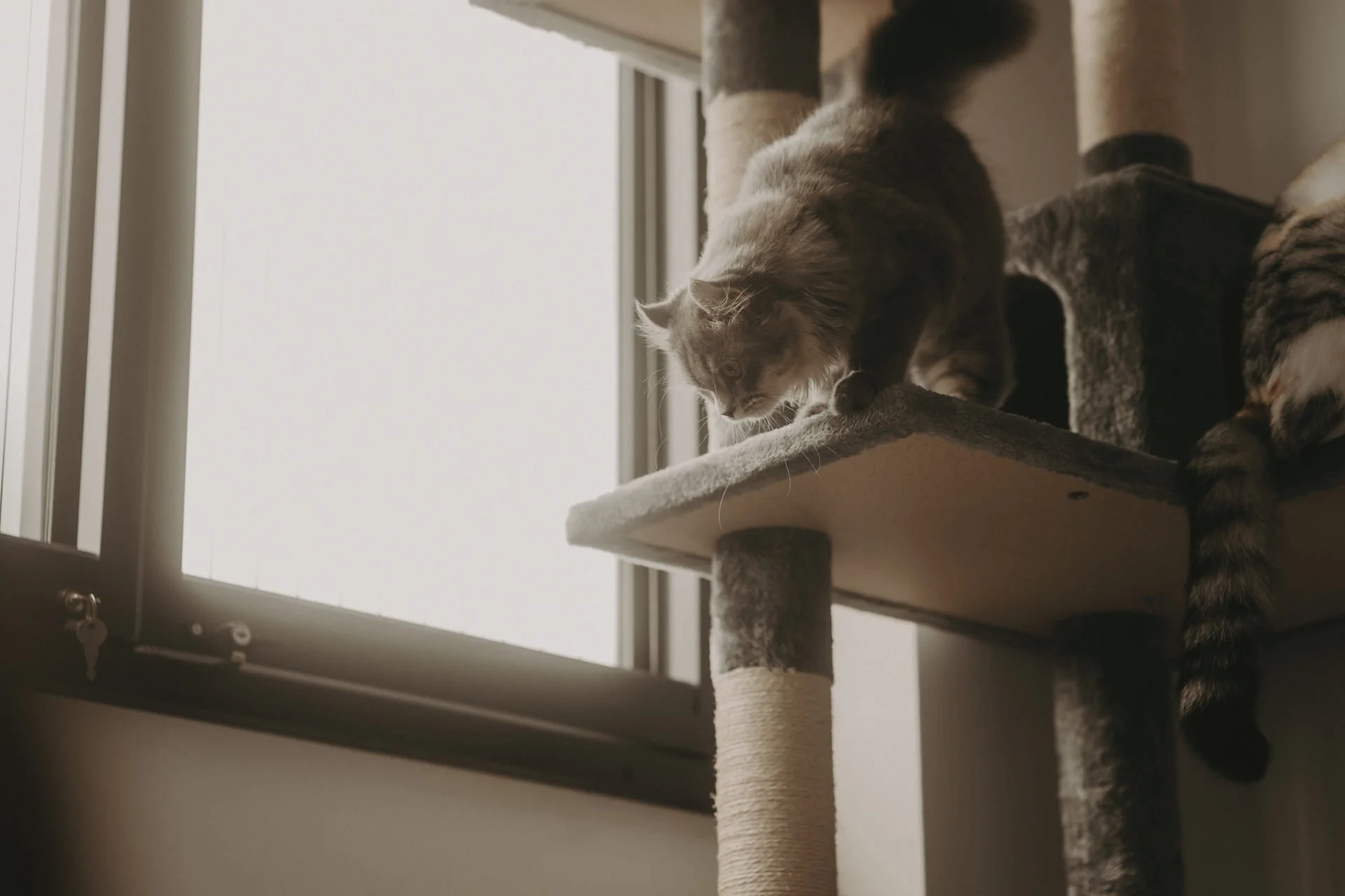 Cats Photoshoot42.jpg