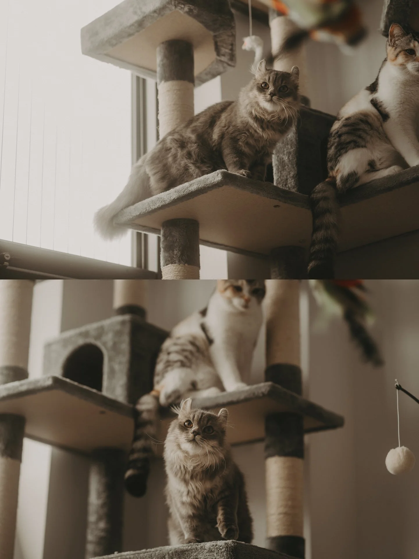 Cats Photoshoot43.jpg