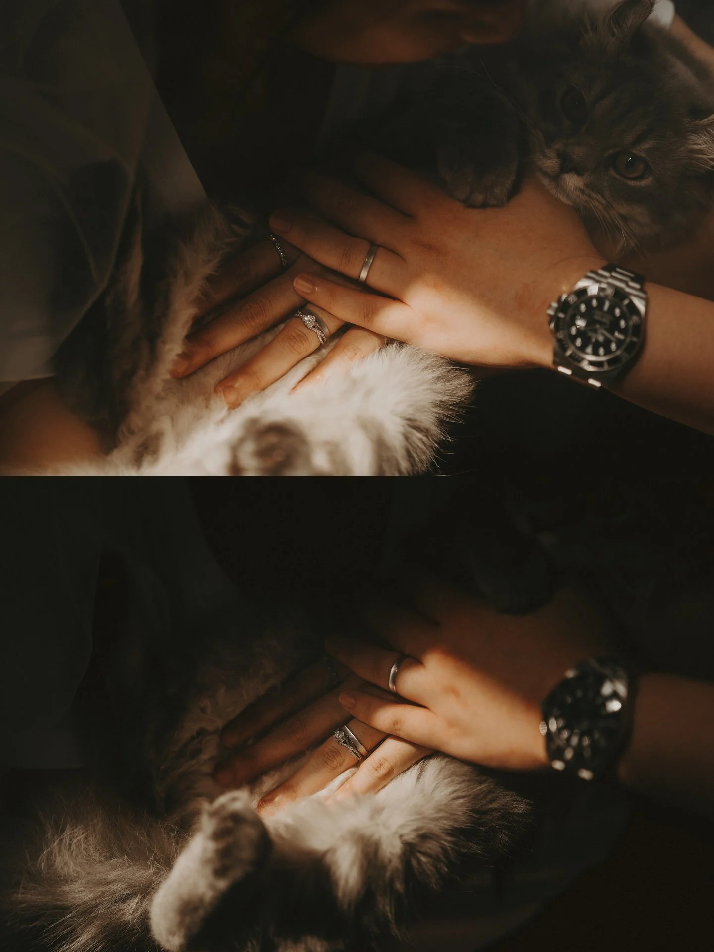 Cats Photoshoot46.jpg