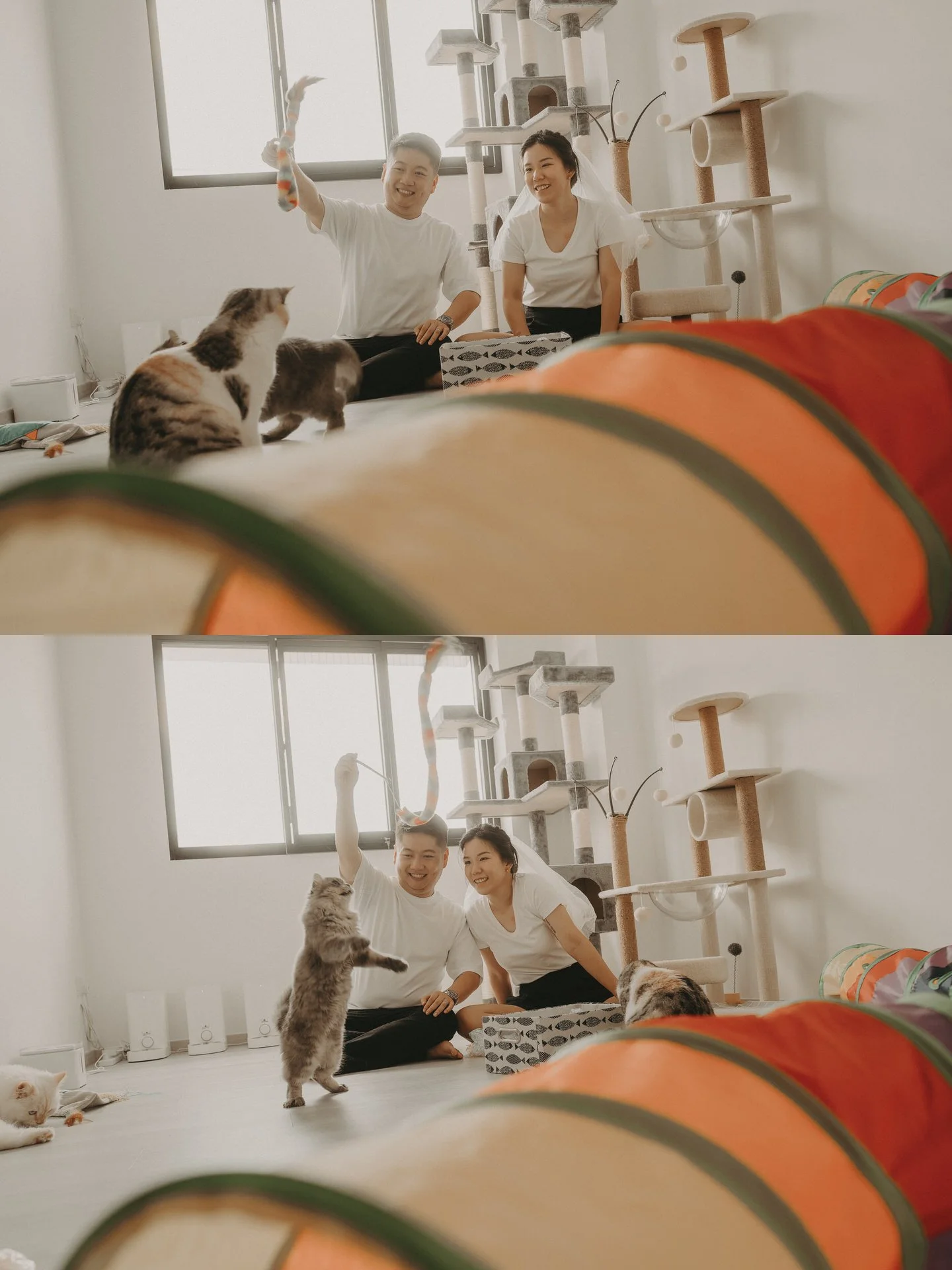 Cats Photoshoot51.jpg