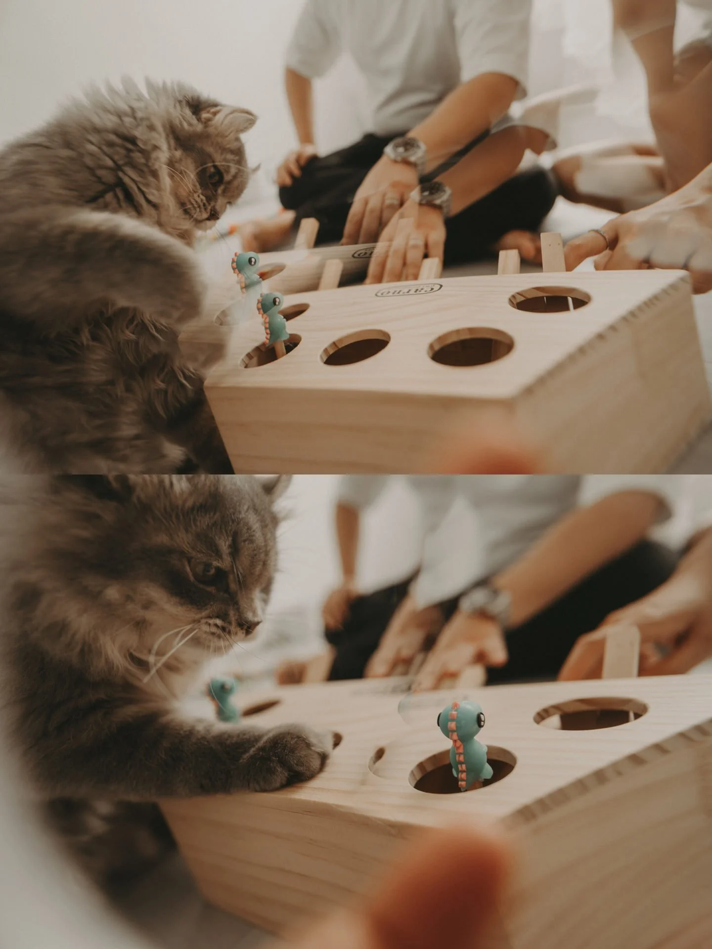 Cats Photoshoot54.jpg