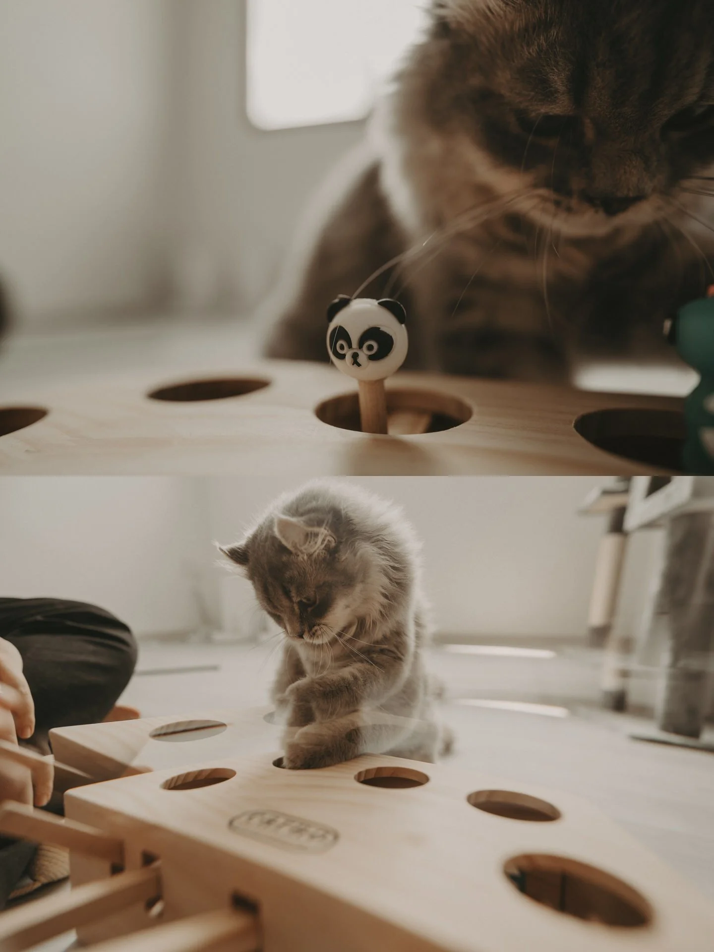 Cats Photoshoot57.jpg