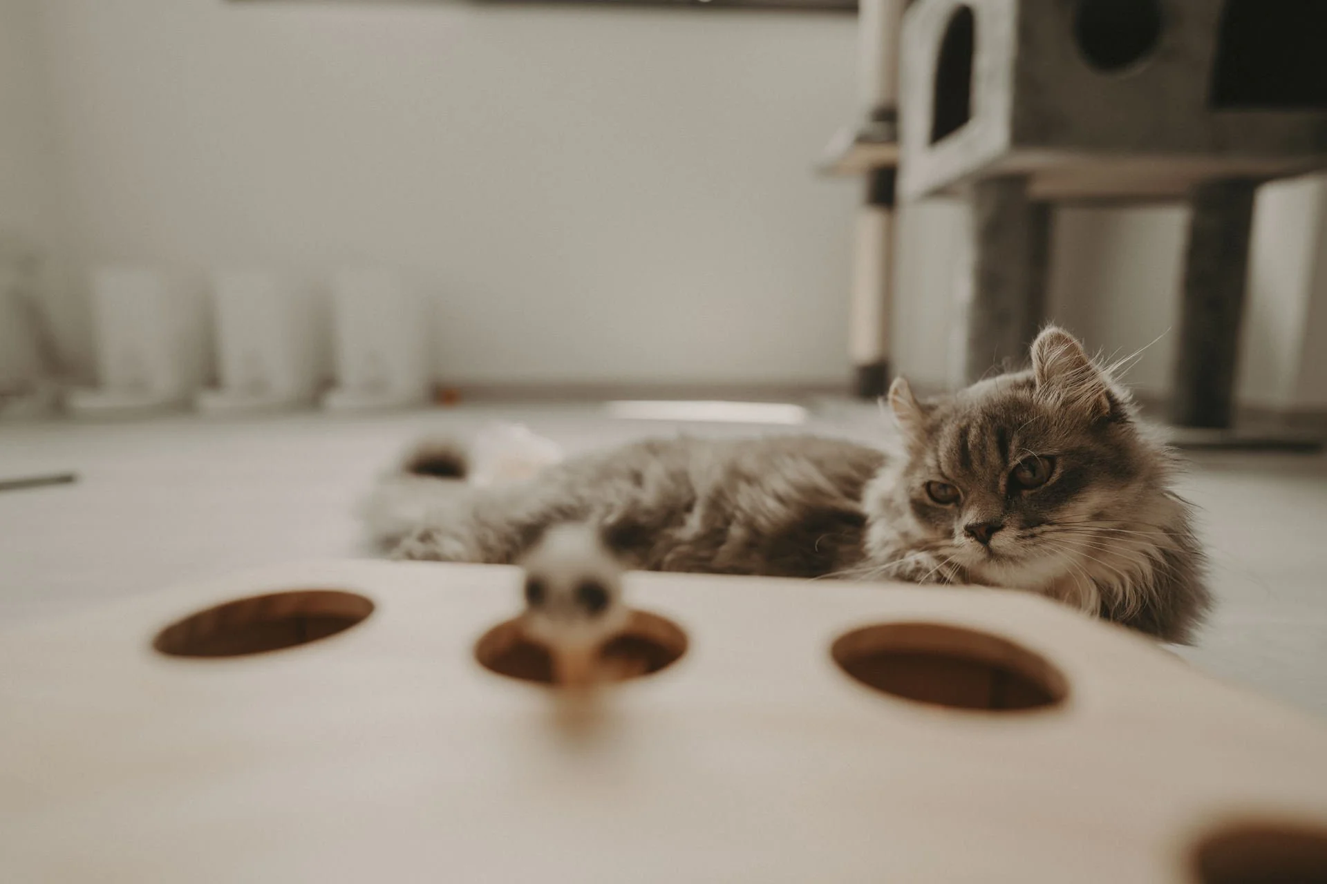 Cats Photoshoot58.jpg