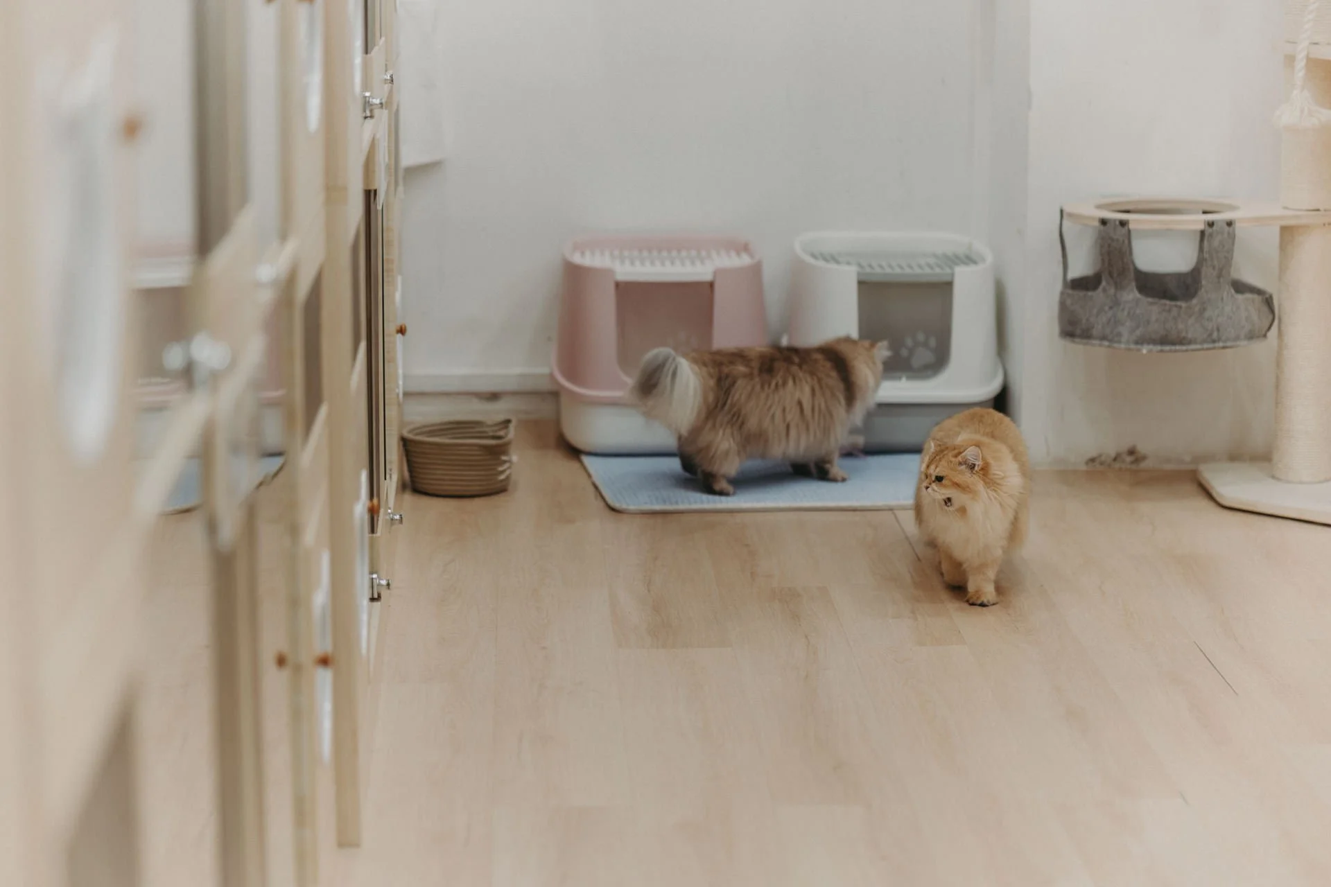 Nekotown Cat Cafe Photoshoot1.jpg
