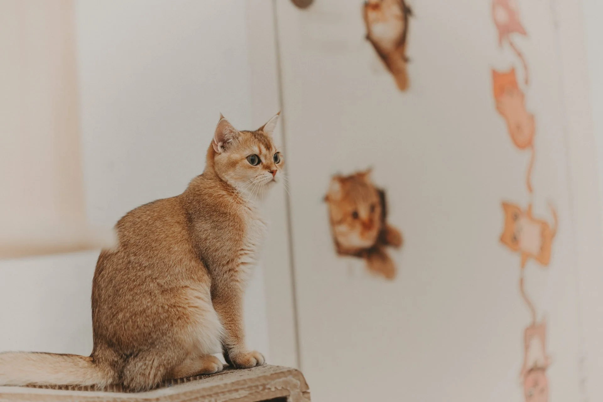 Nekotown Cat Cafe Photoshoot4.jpg