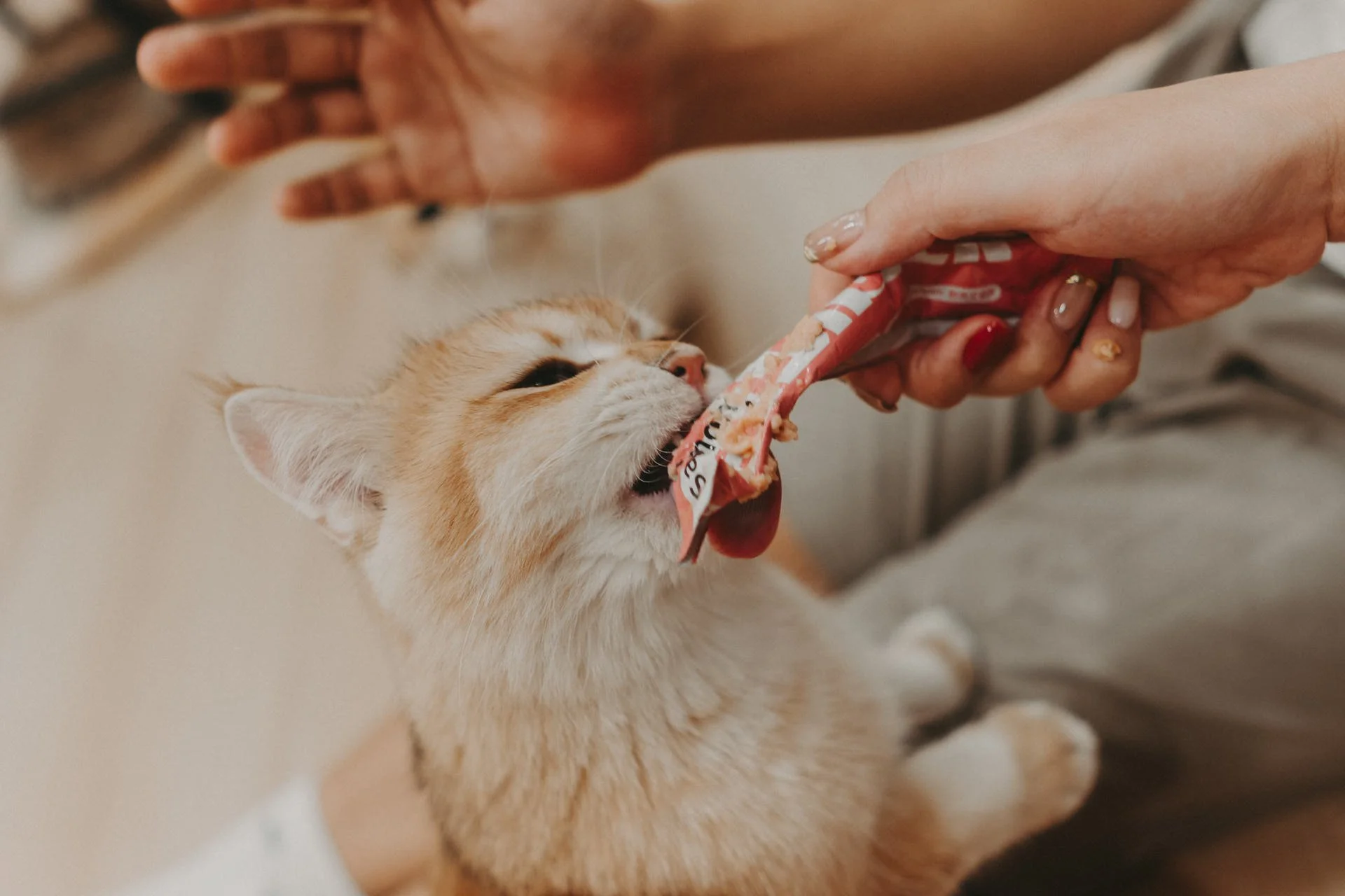 Nekotown Cat Cafe Photoshoot7.jpg