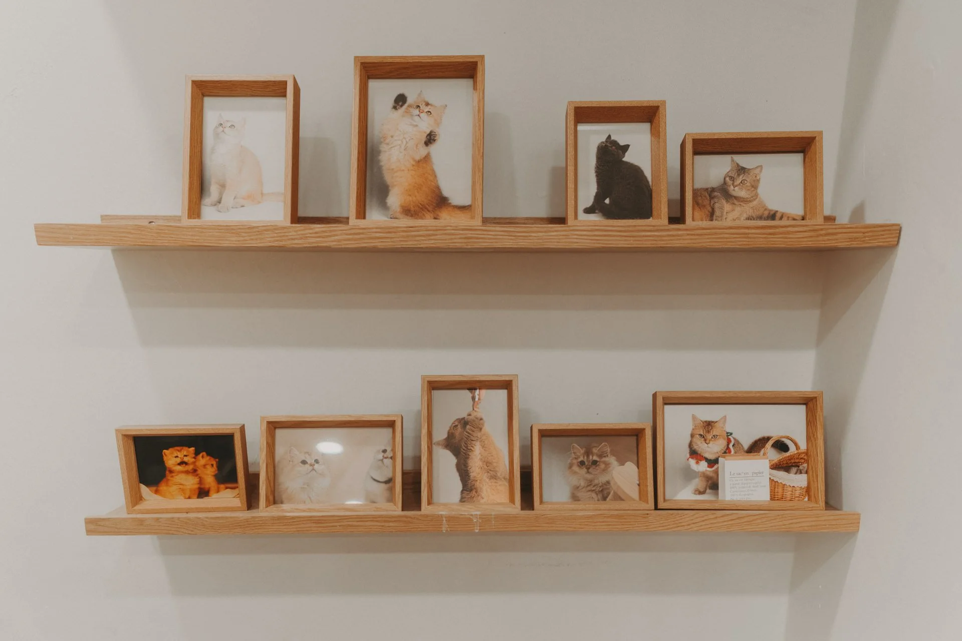 Nekotown Cat Cafe Photoshoot22.jpg