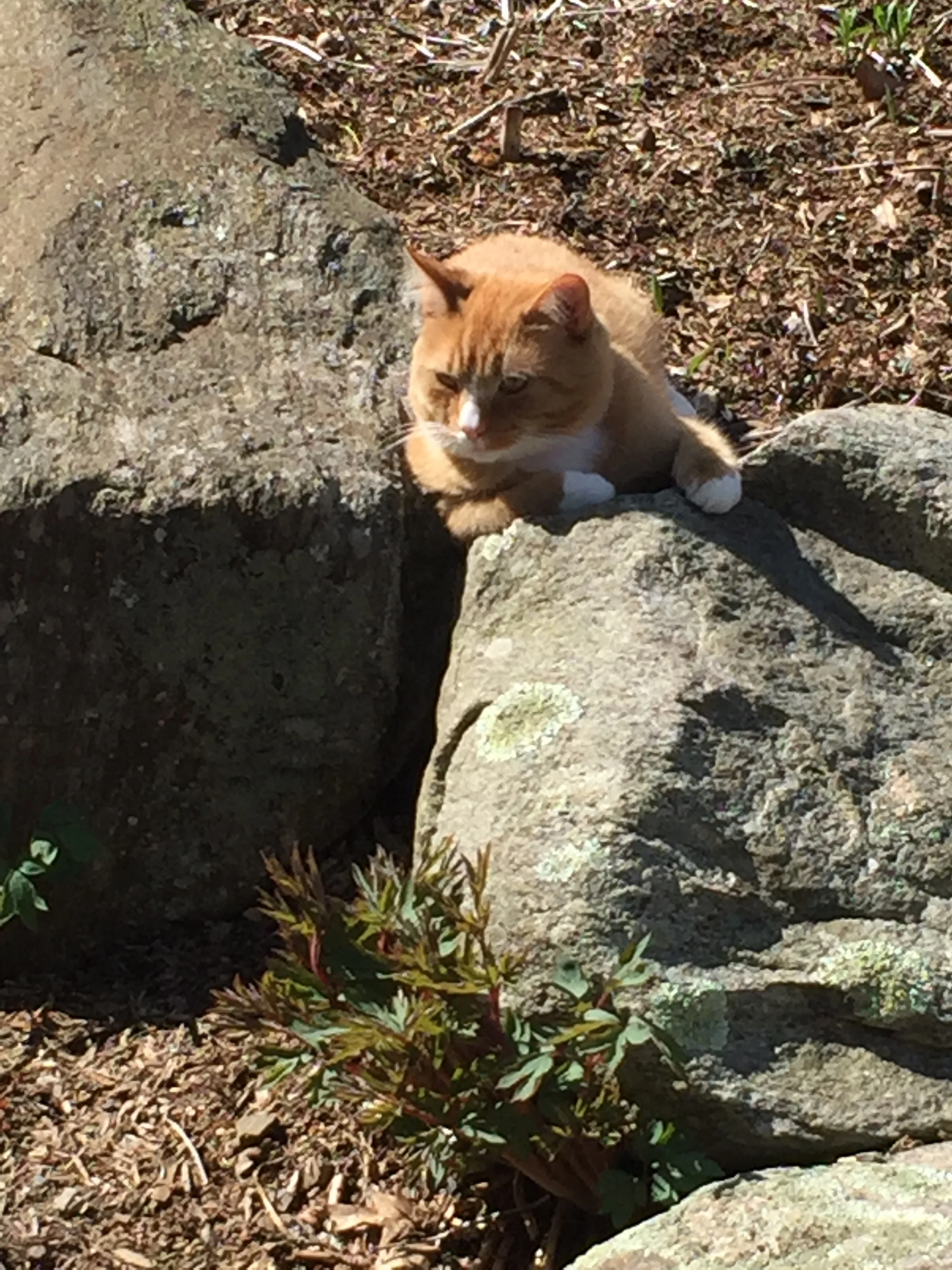 Supervising raking...