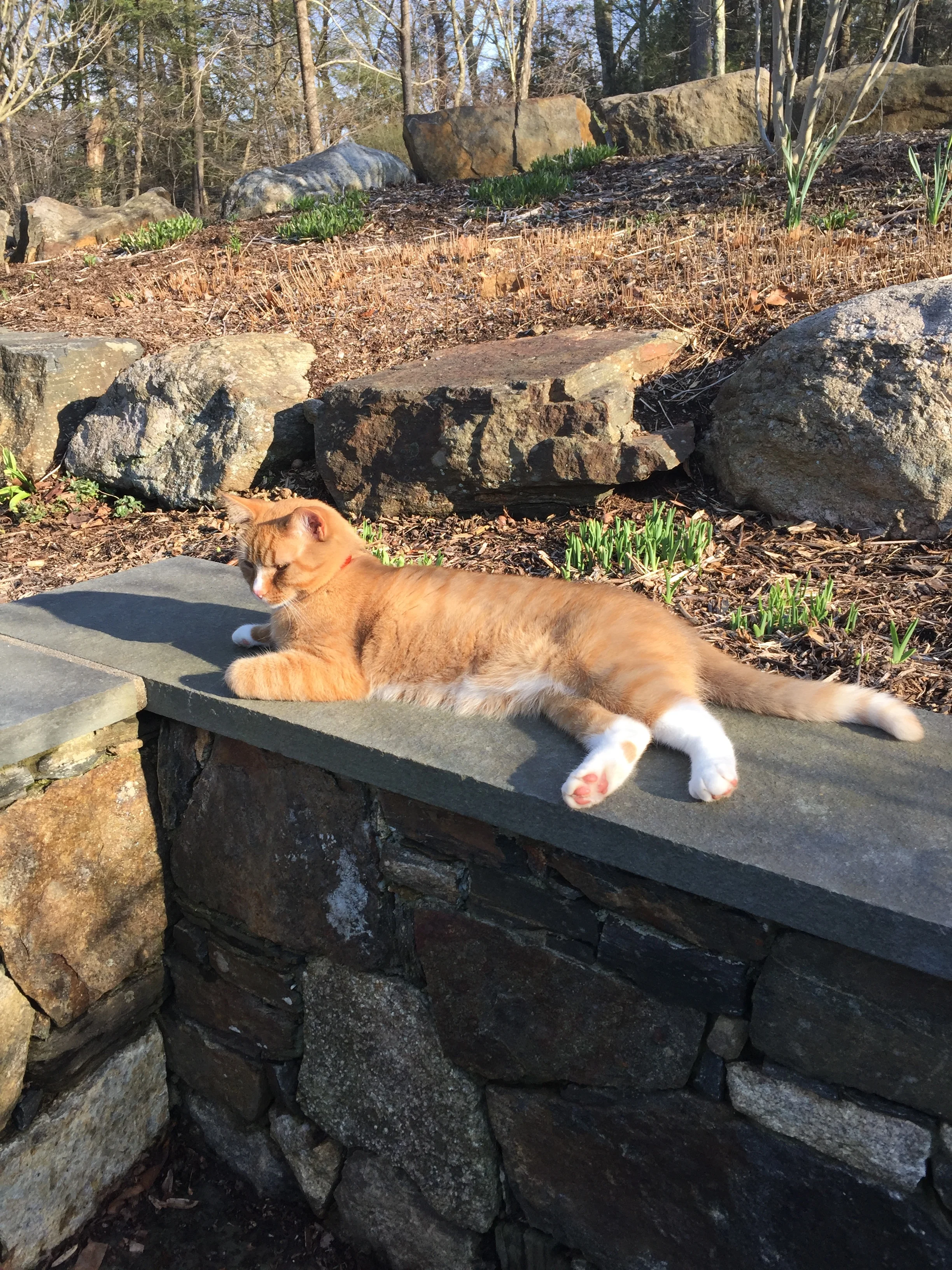 Supervising pruning...