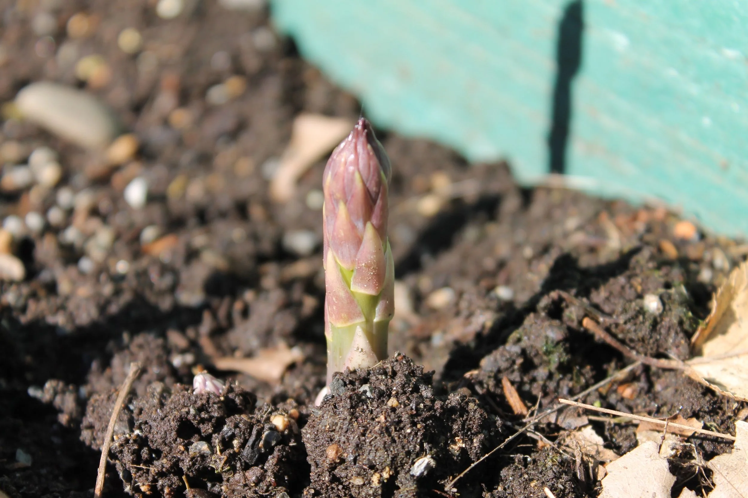 ... and best of all, the asparagus are up!