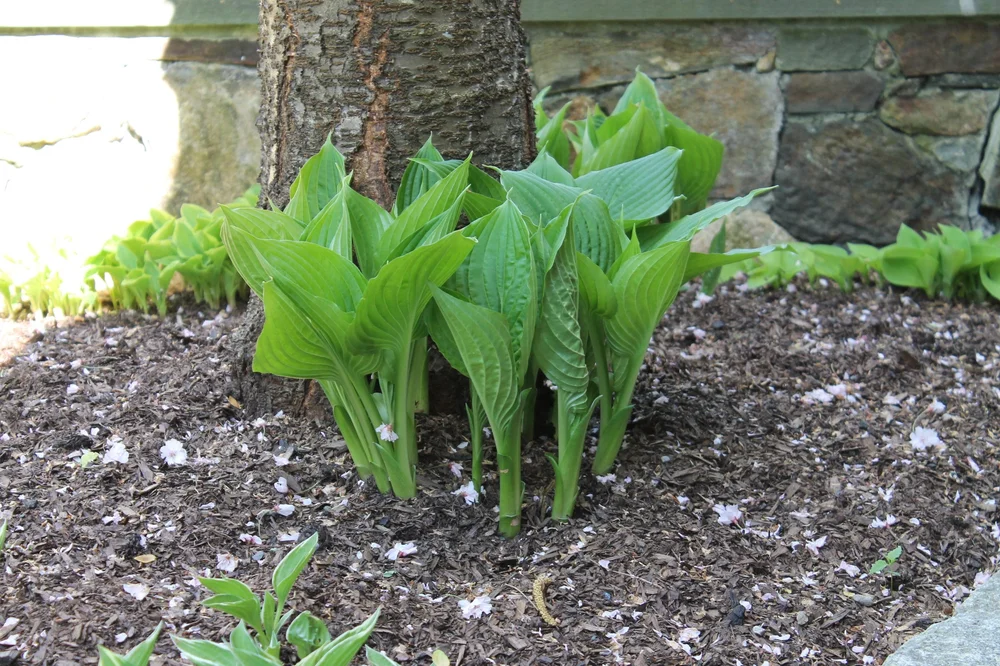 All the hosta -- and we have tons -- is ramrod straight