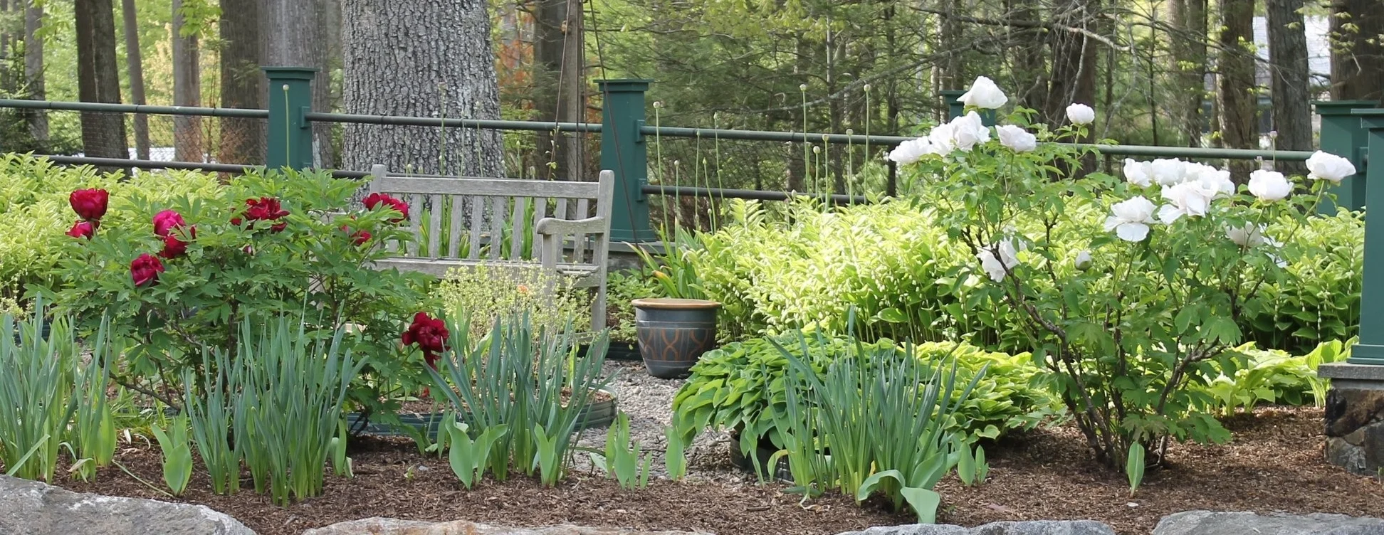 A Paean to Peonies