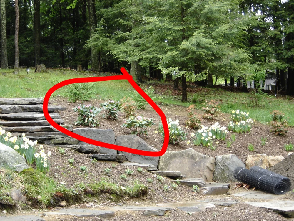 Baby Rhodies on a path to nowhere