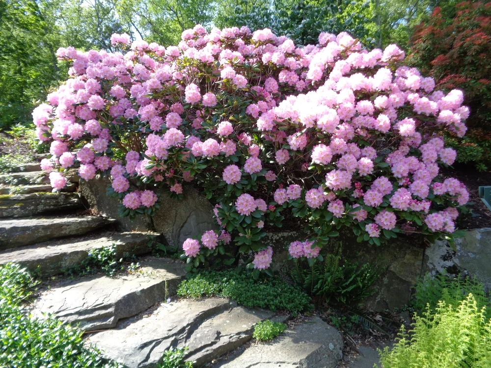Now on the path to the terrace...