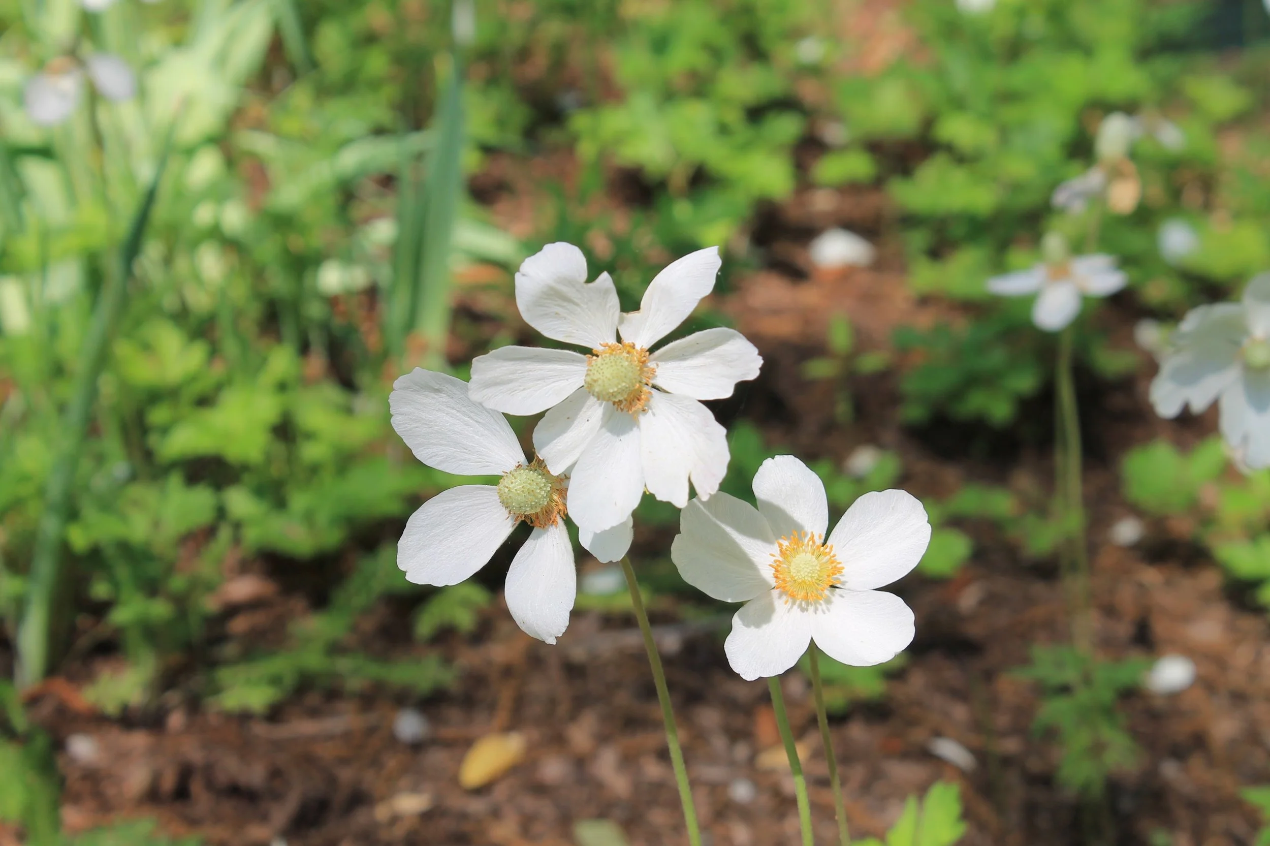  Woodland anemones 