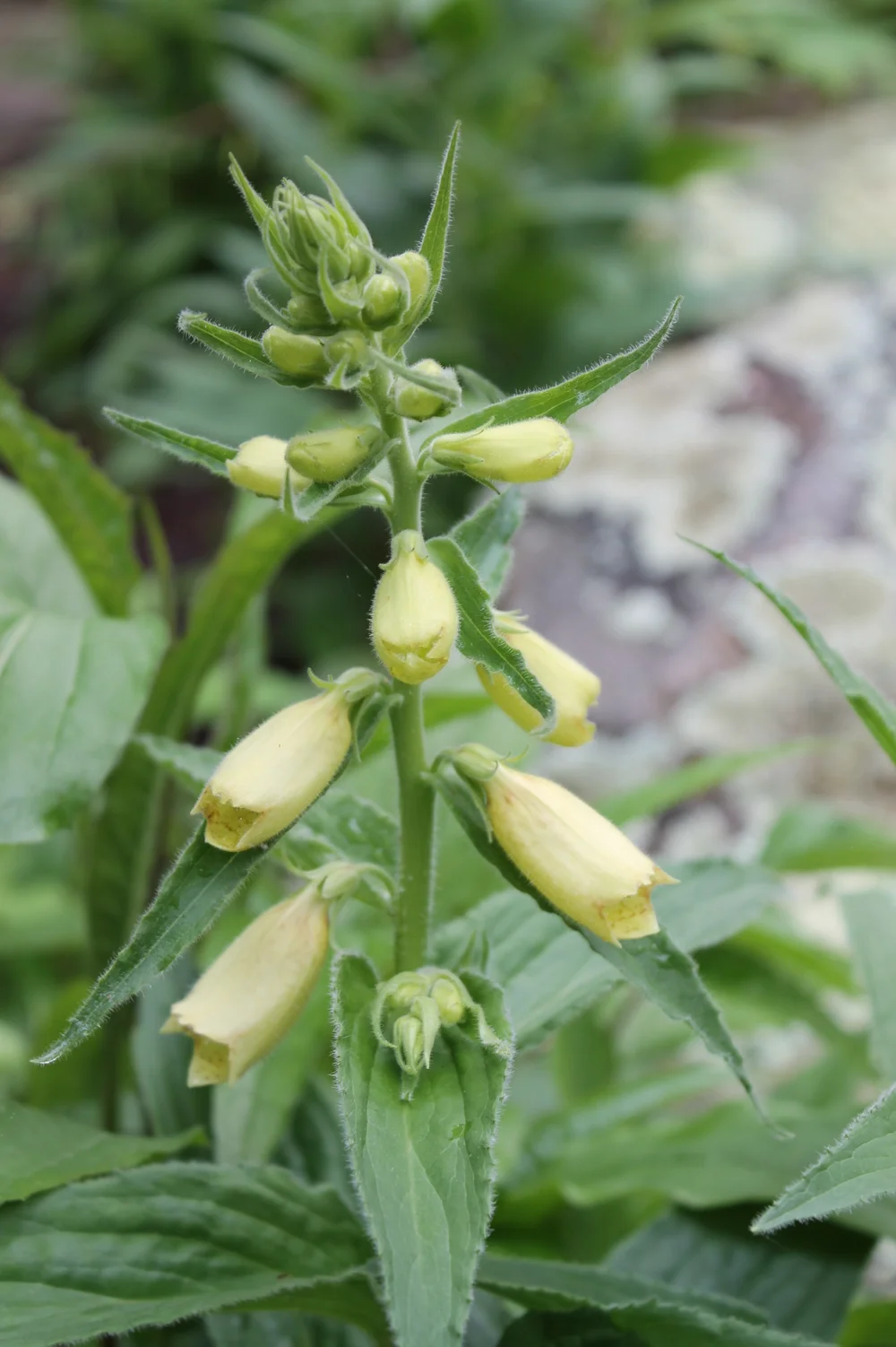  Dwarf yellow Foxglove 