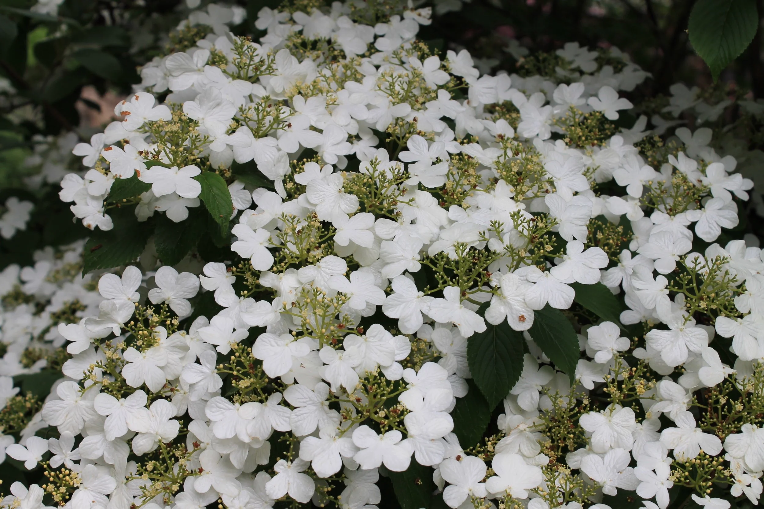  Lacecap Hydrangea 