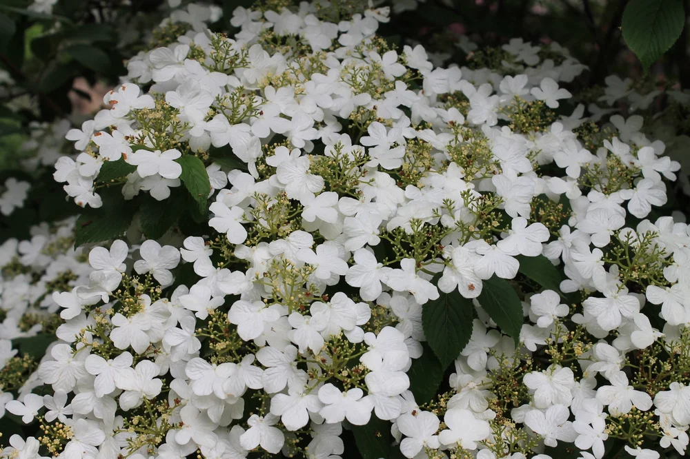  Lacecap Hydrangea 