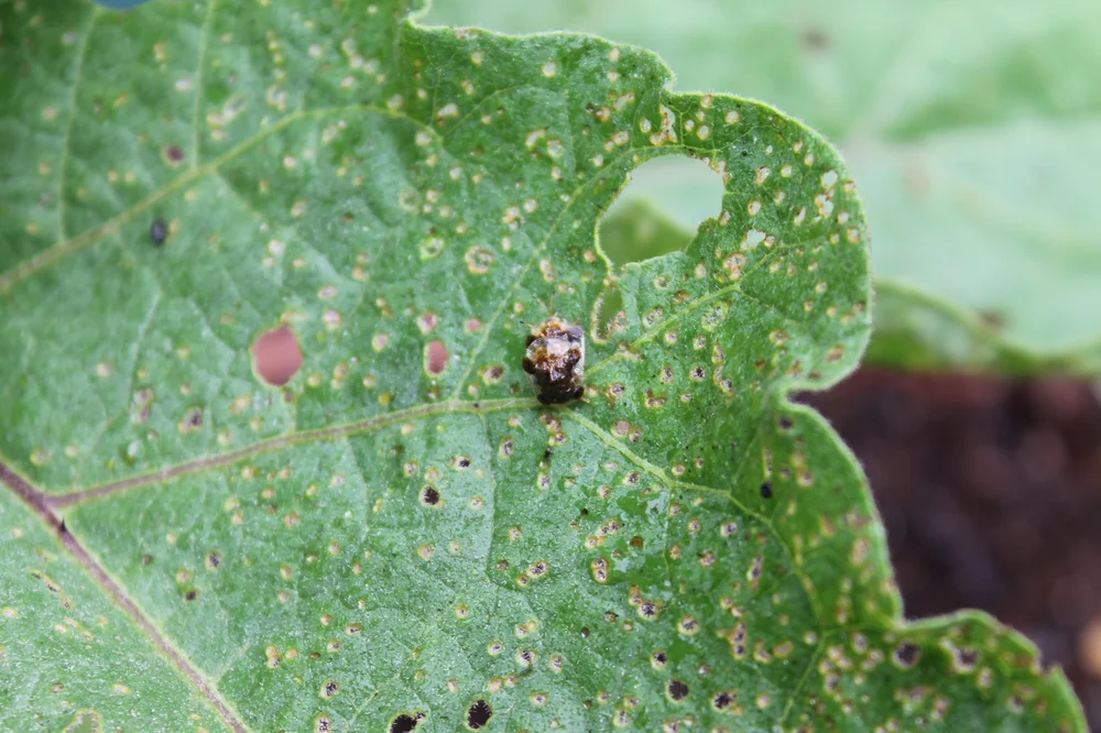 Copulating Tank Bugs!