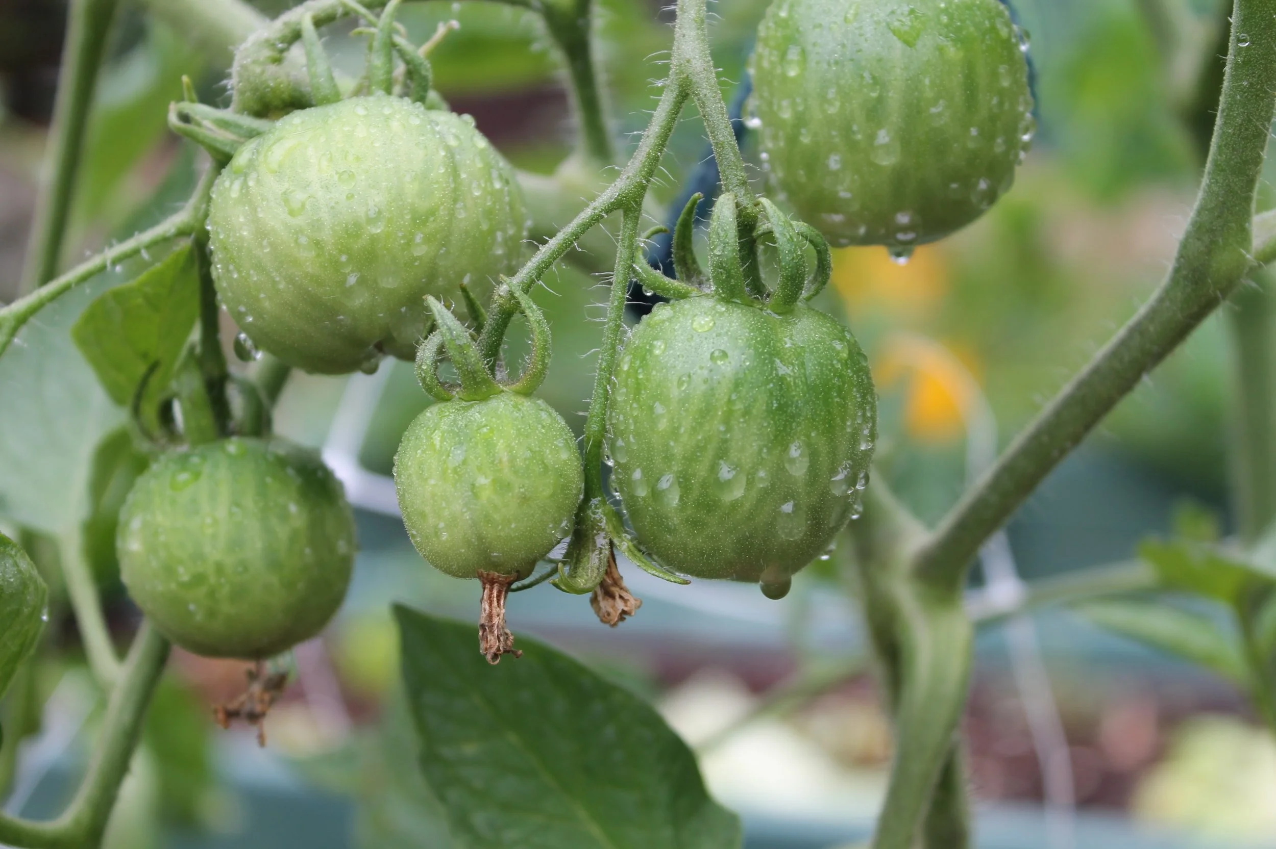 Confused Tomatoes waiting for sunshine