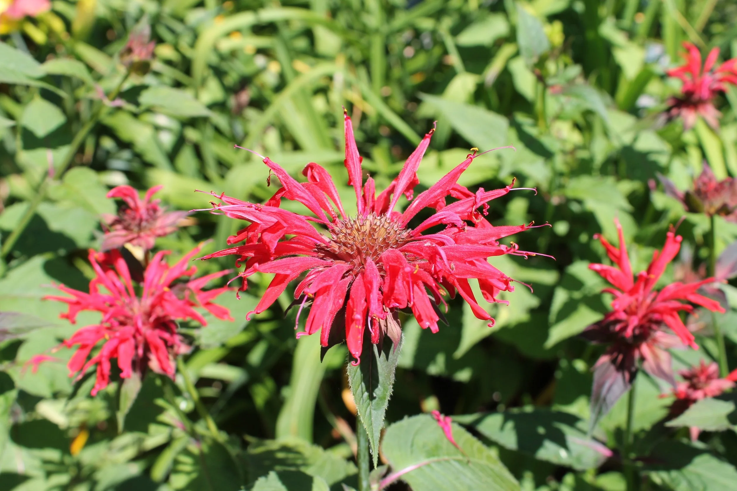 What the garden did on my vacation