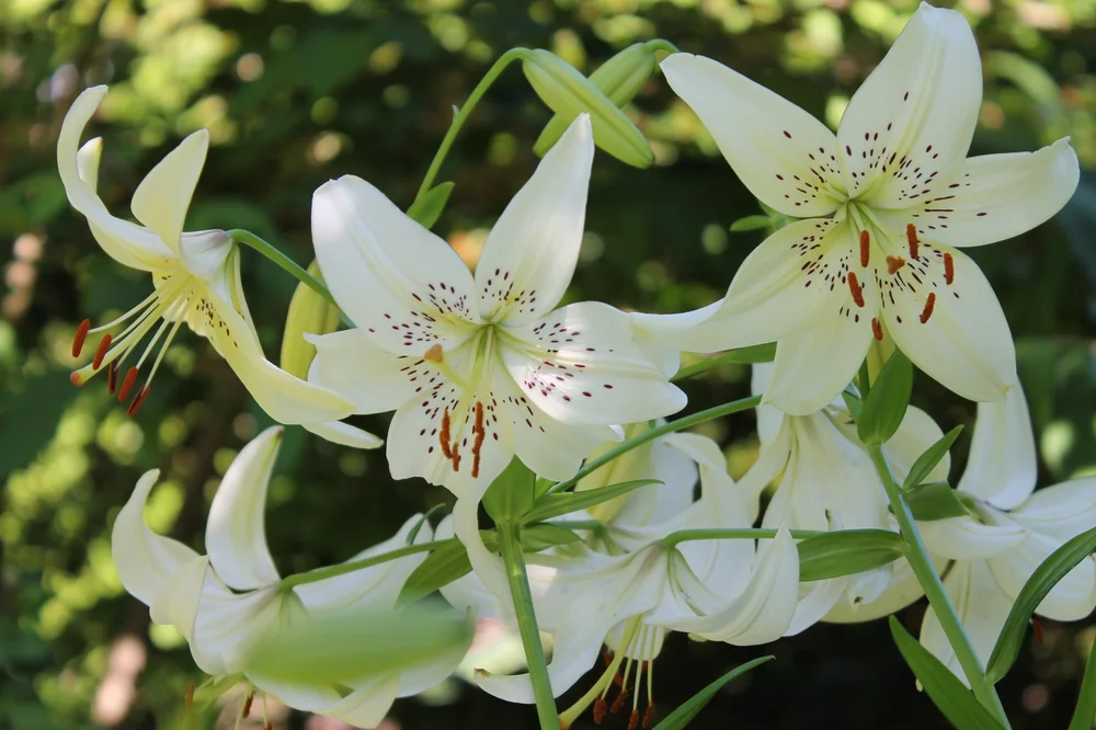 Tiger Lily