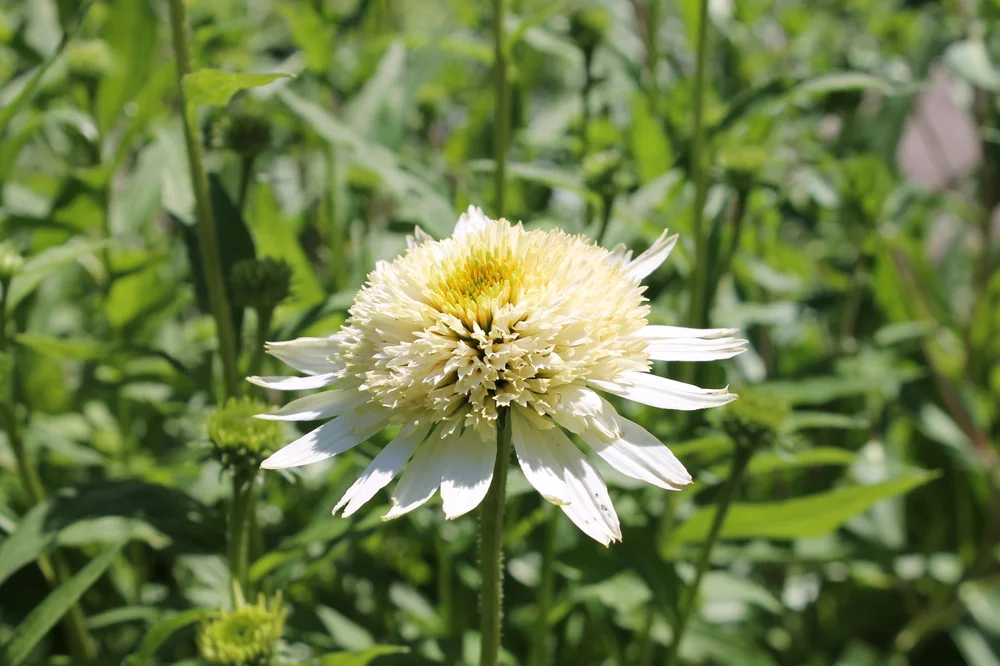 Echinacea