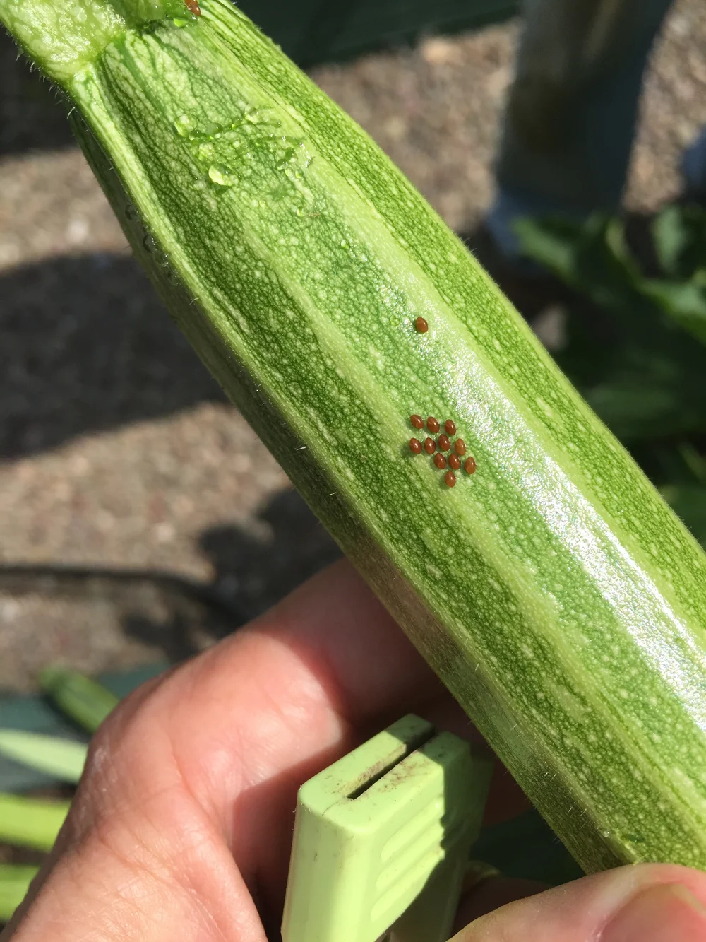 Eggs on zucchini