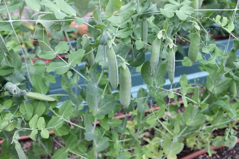 Shell Peas