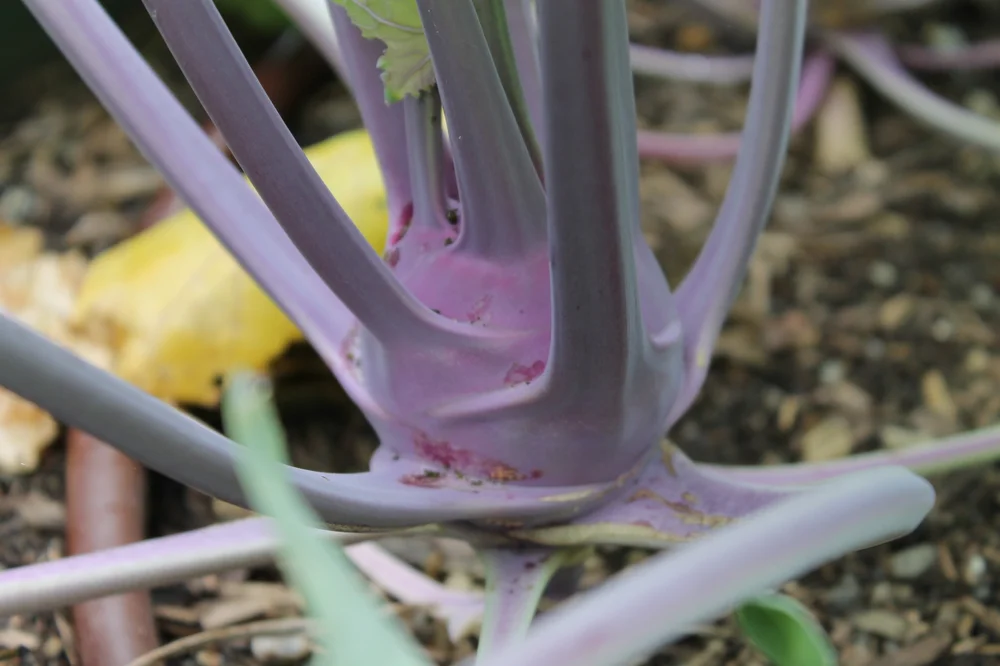 Kohlrabi