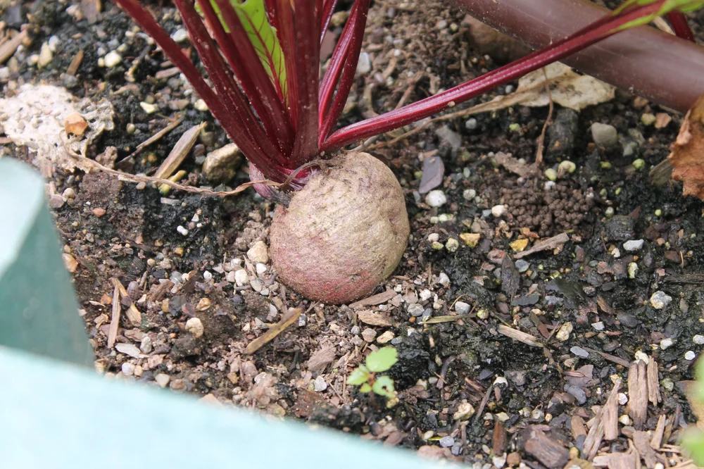 Beets